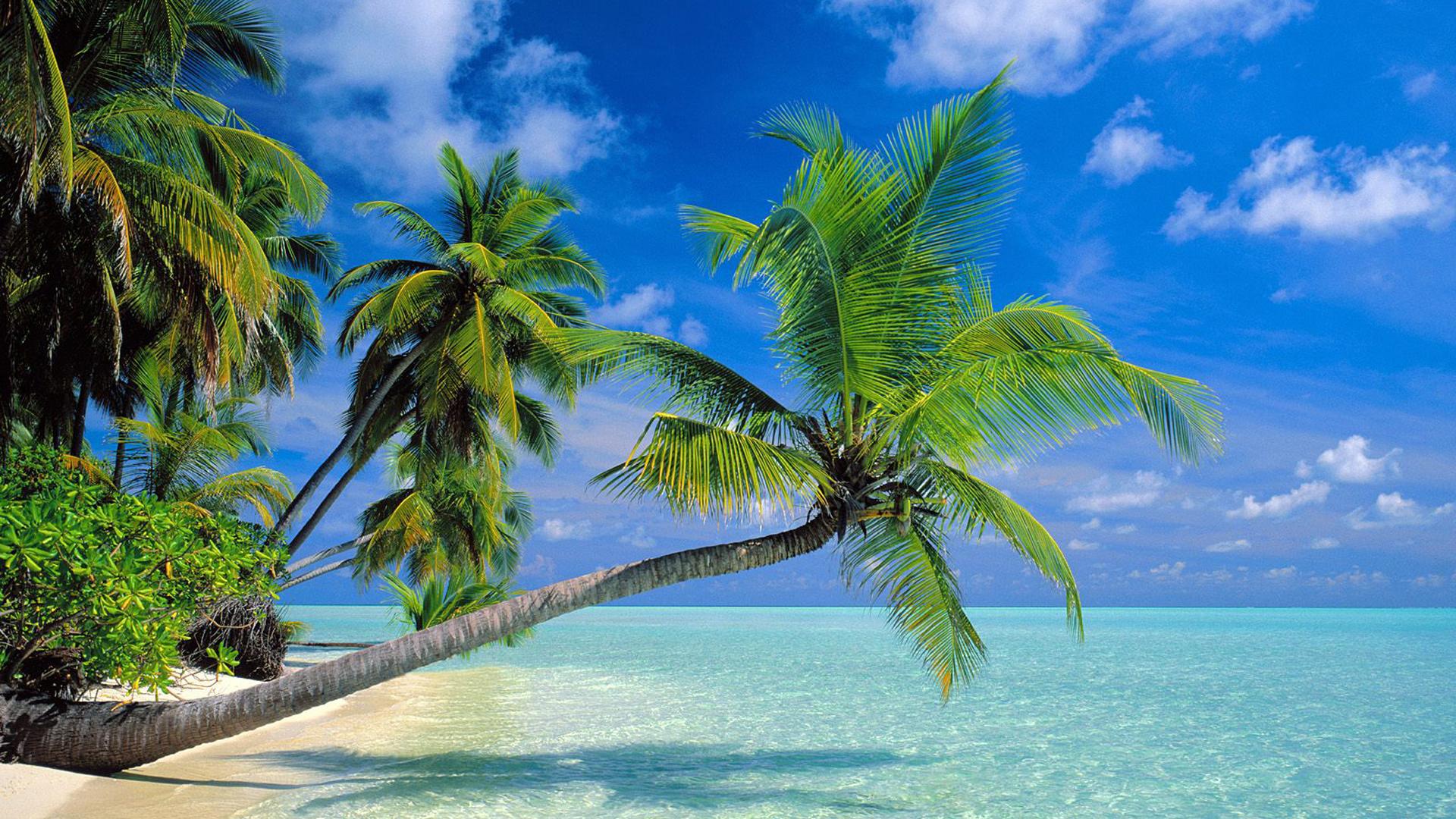 пальмы на берегу океана