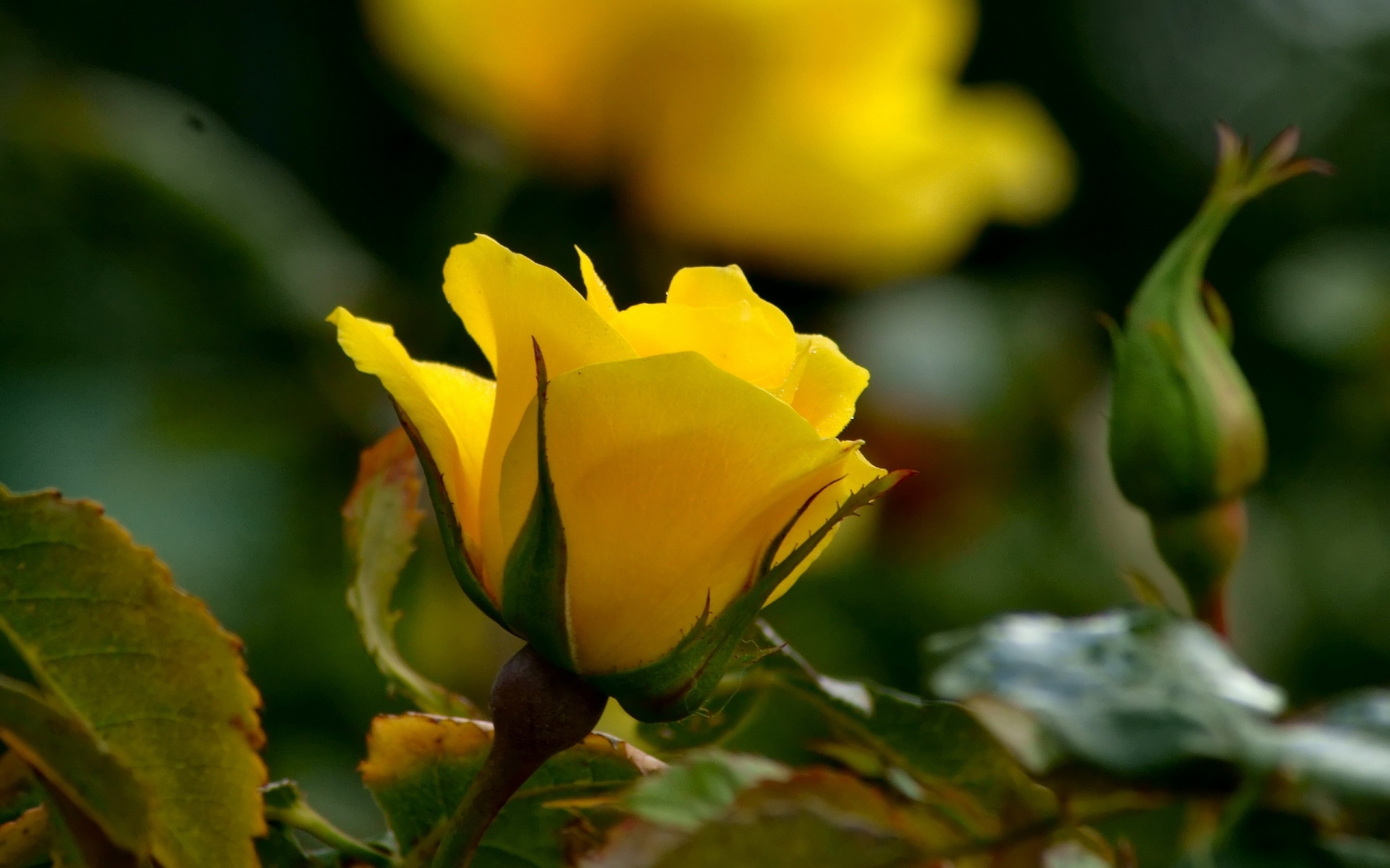 Обои цветы, макро, розы, желтые, flowers, macro, roses, yellow разрешение 1920x1200 Загрузить
