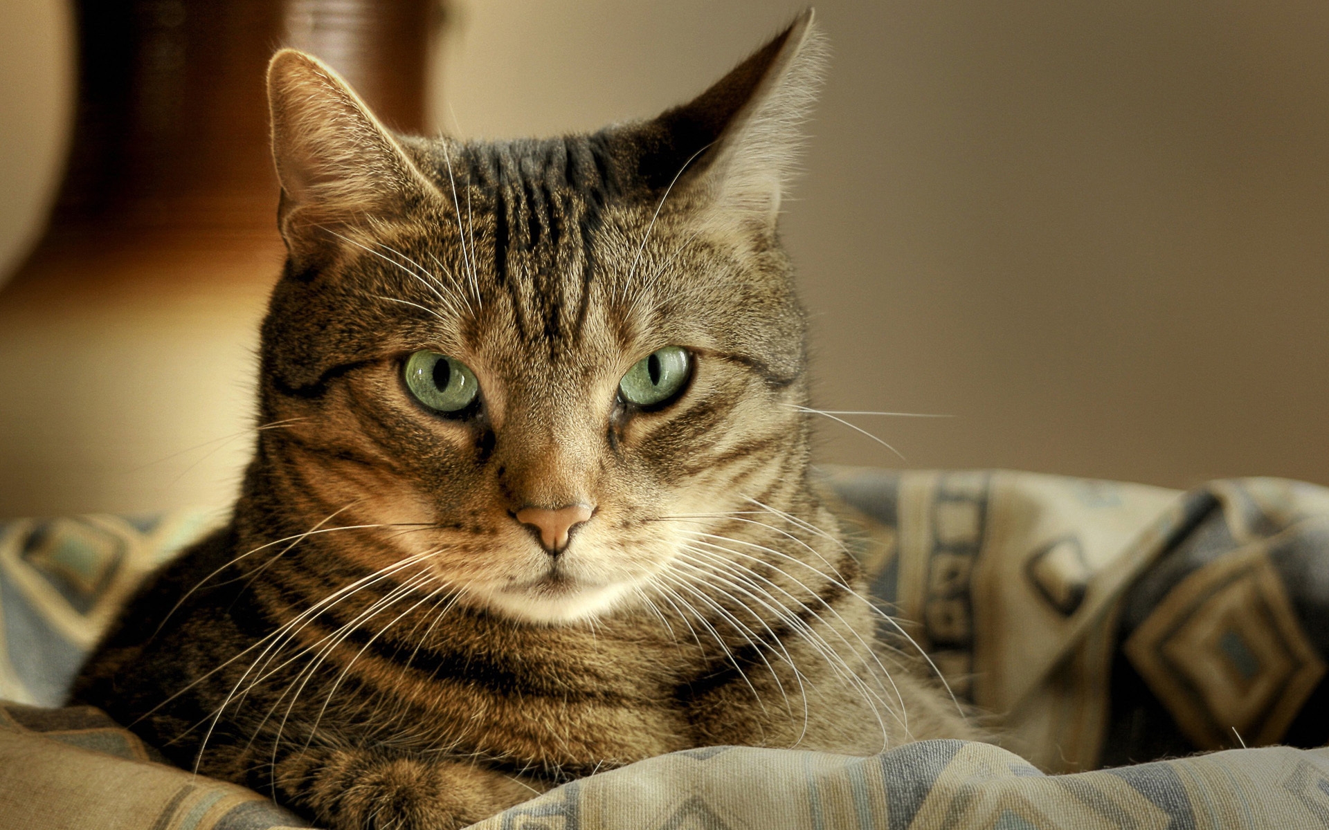 Обои кот, усы, кошка, взгляд, ушки, зеленые глаза, полосатый, cat, mustache, look, ears, green eyes, striped разрешение 1920x1200 Загрузить