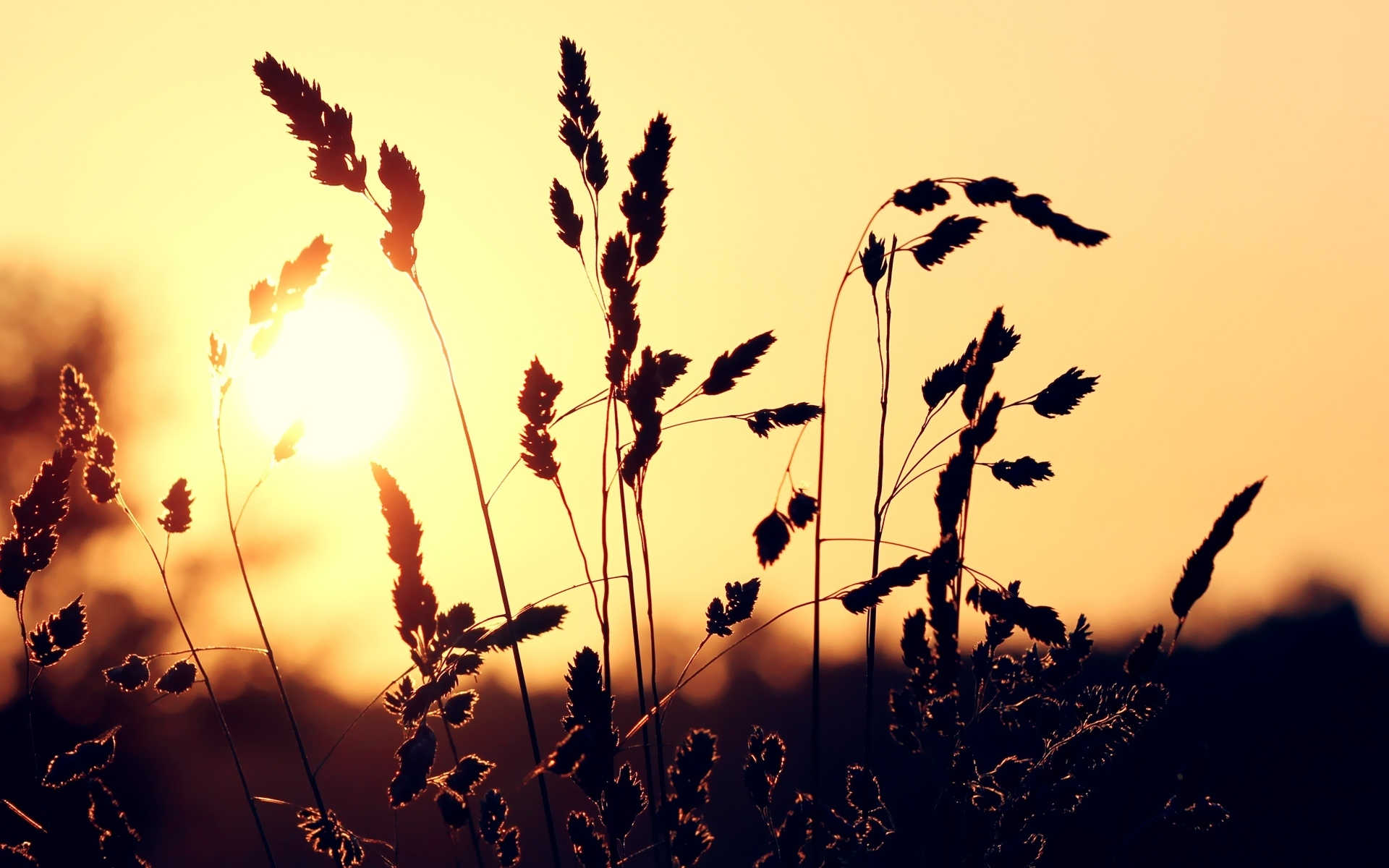Обои трава, солнце, закат, макро, колоски, grass, the sun, sunset, macro, spikelets разрешение 1920x1200 Загрузить