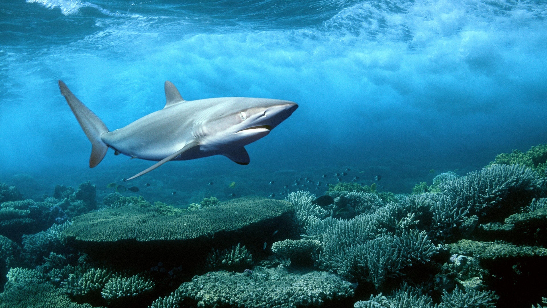 Почему в Черном море нет опасных для человека акул