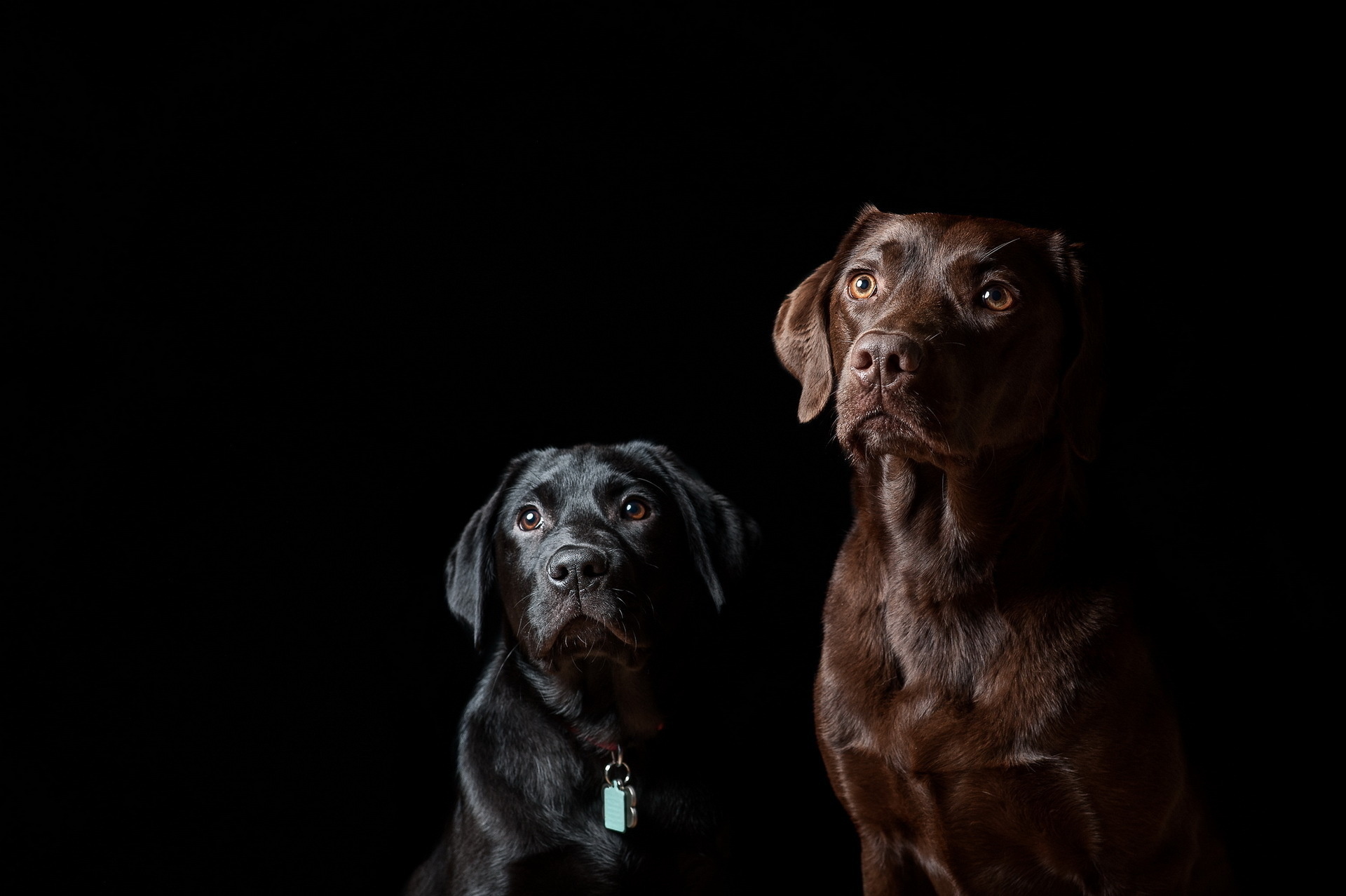 Собака на черном фоне. Стаффорд + лабрадор черный. Шоколадный лабрадор. Курцхаар и Доберман. Собаки на рабочий стол.