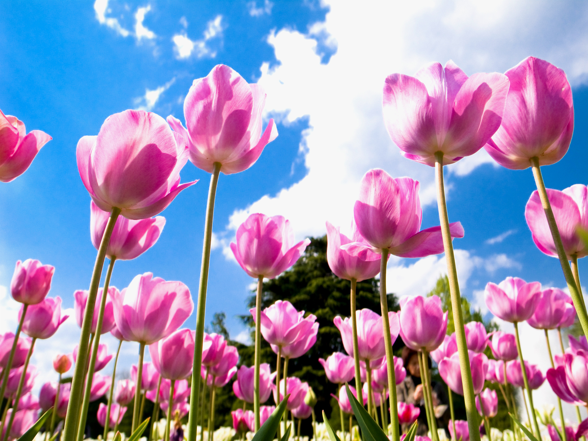 Тюльпаны розовые поле бесплатно