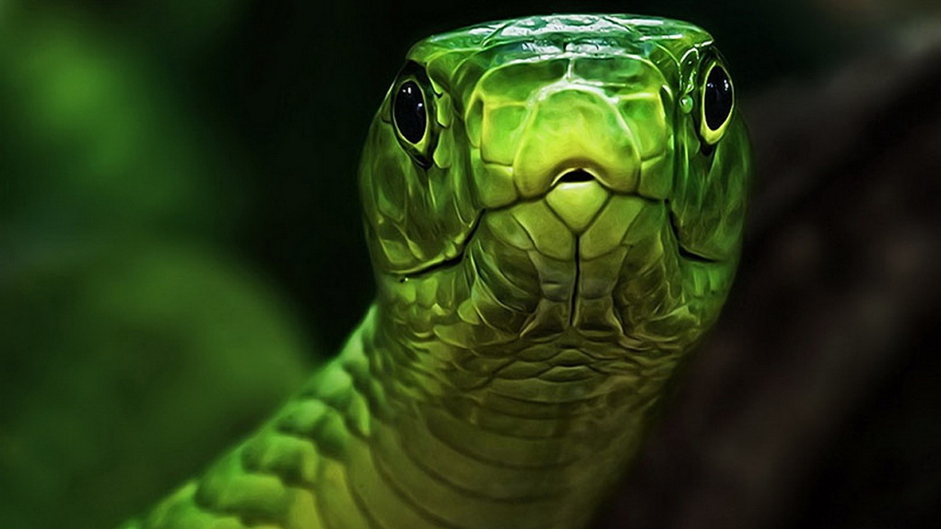 Обои глаза, змея, зеленая, голова, пресмыкающееся, eyes, snake, green, head, reptile разрешение 1920x1080 Загрузить