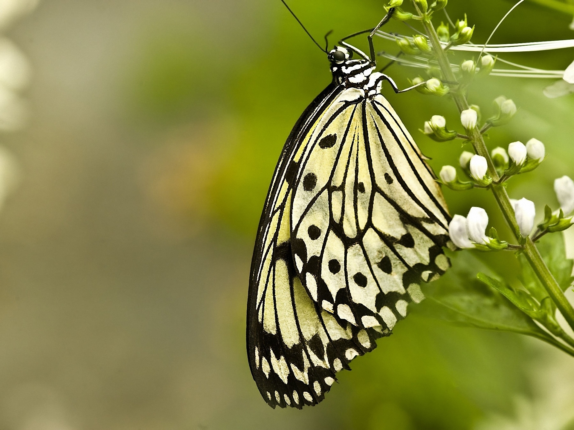 бабочка, прозрачные крылья загрузить