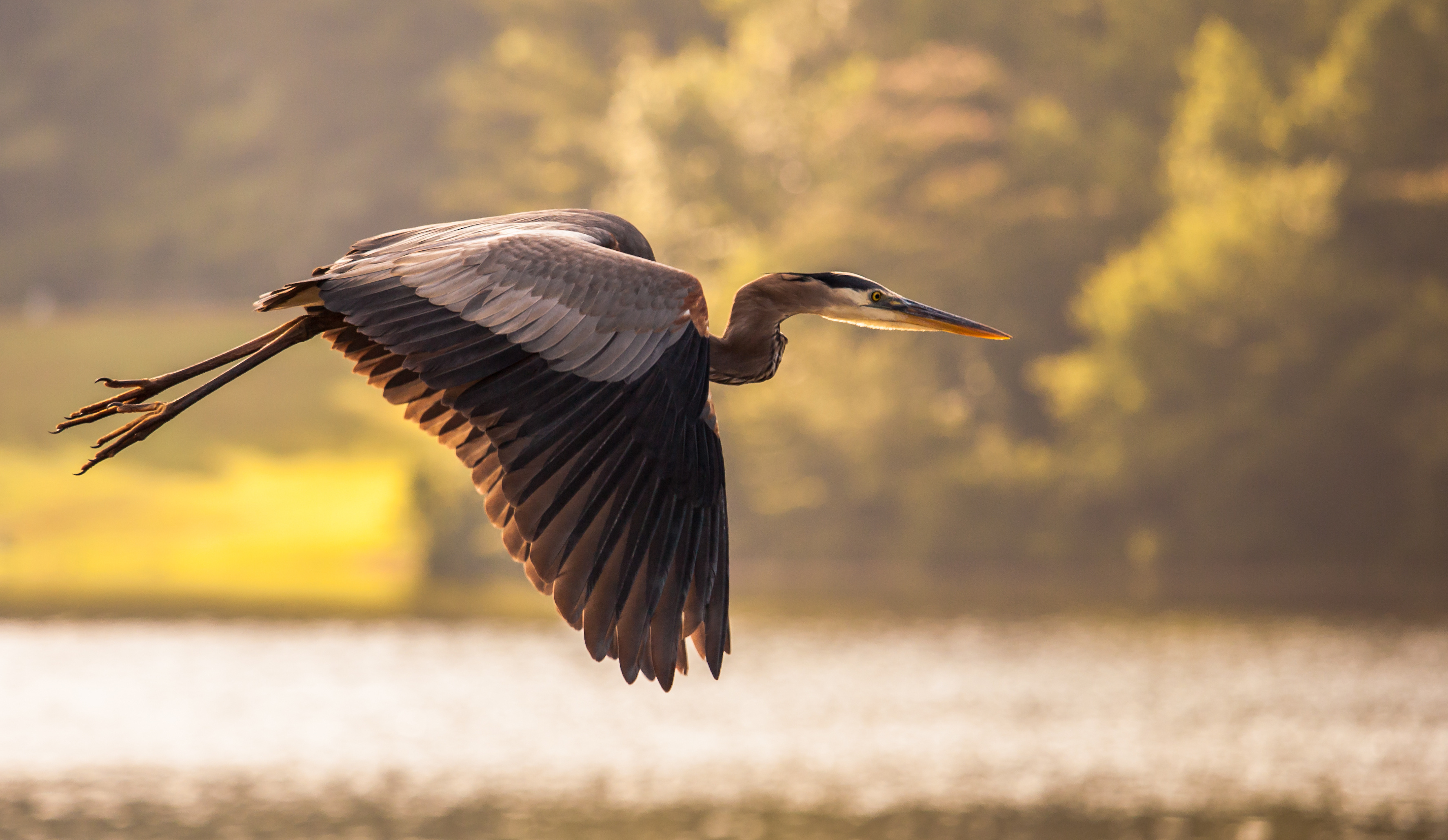 Обои небо, озеро, природа, полет, крылья, птица, цапля, the sky, lake, nature, flight, wings, bird, heron разрешение 3548x2060 Загрузить