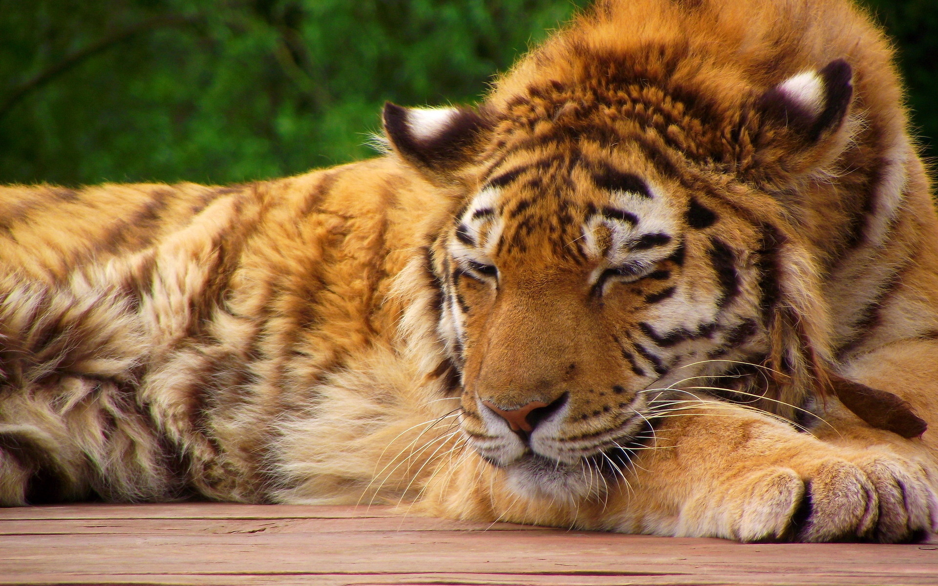 Обои тигр, морда, лапы, лежит, спит, хищник, tiger, face, paws, lies, sleeping, predator разрешение 1920x1200 Загрузить