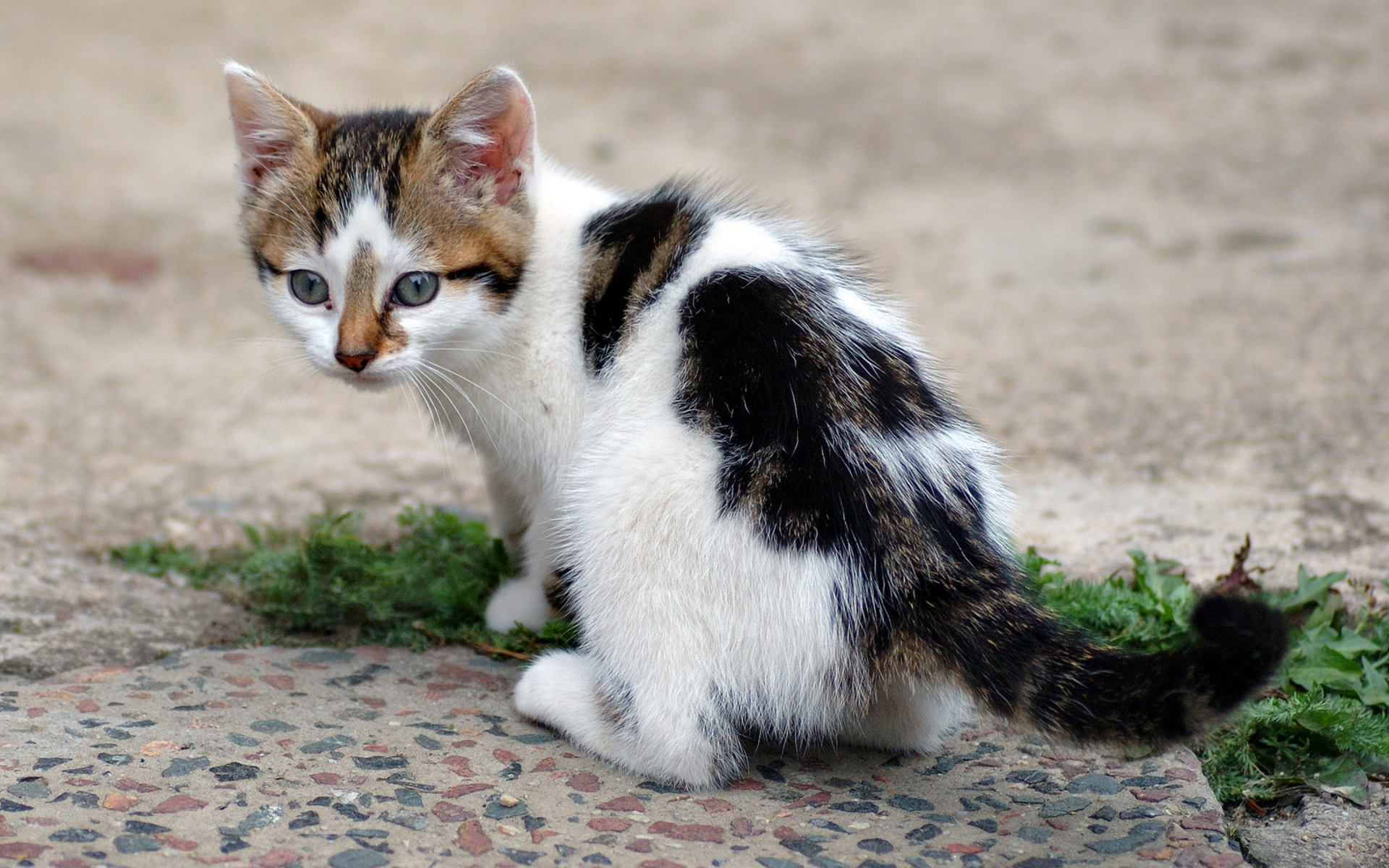 Обои трава, кошка, взгляд, котенок, хвост, grass, cat, look, kitty, tail разрешение 1920x1200 Загрузить