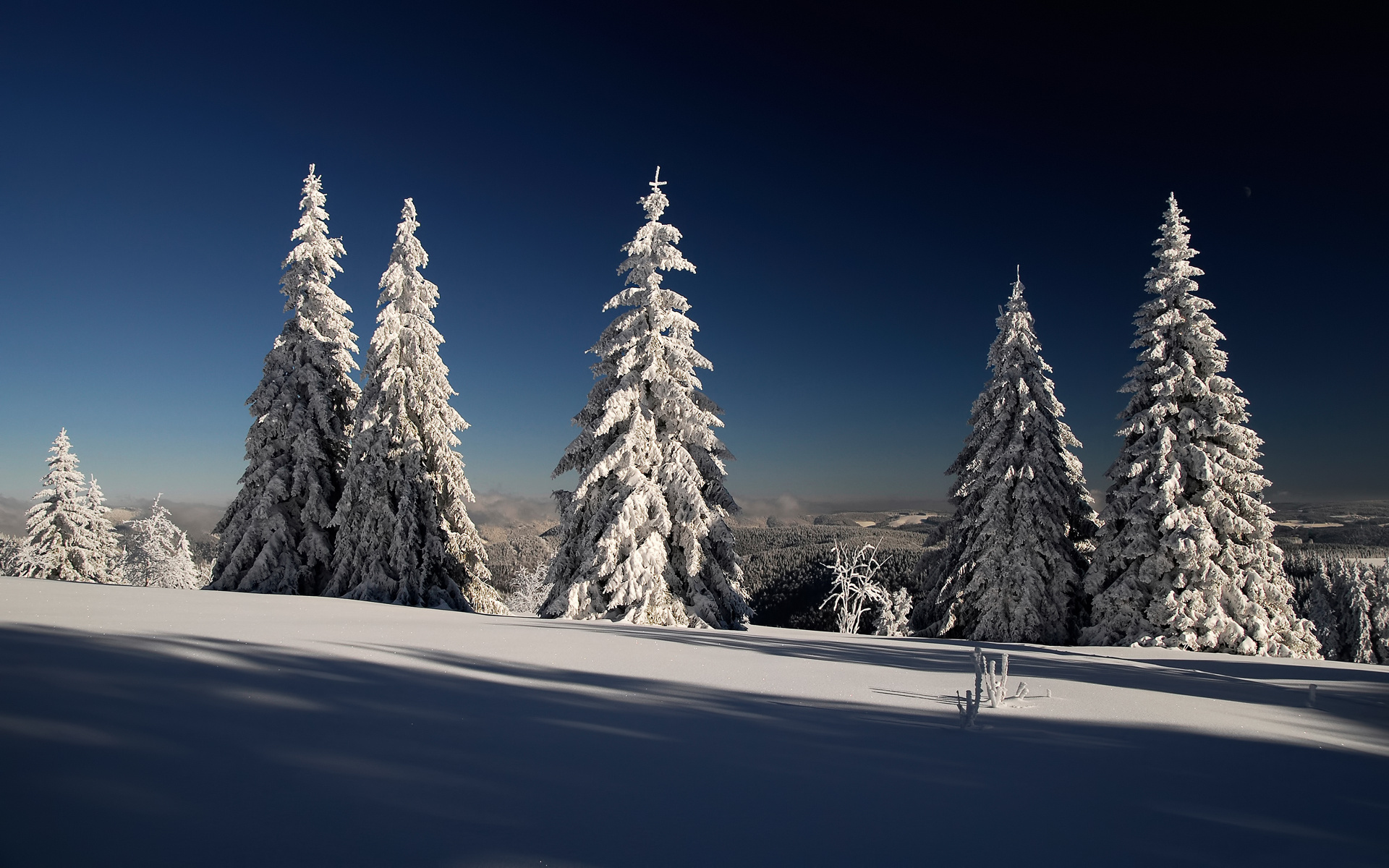 Обои снег, лес, зима, елки, ели, лейзаж, snow, forest, winter, tree, ate, lazar разрешение 1920x1200 Загрузить