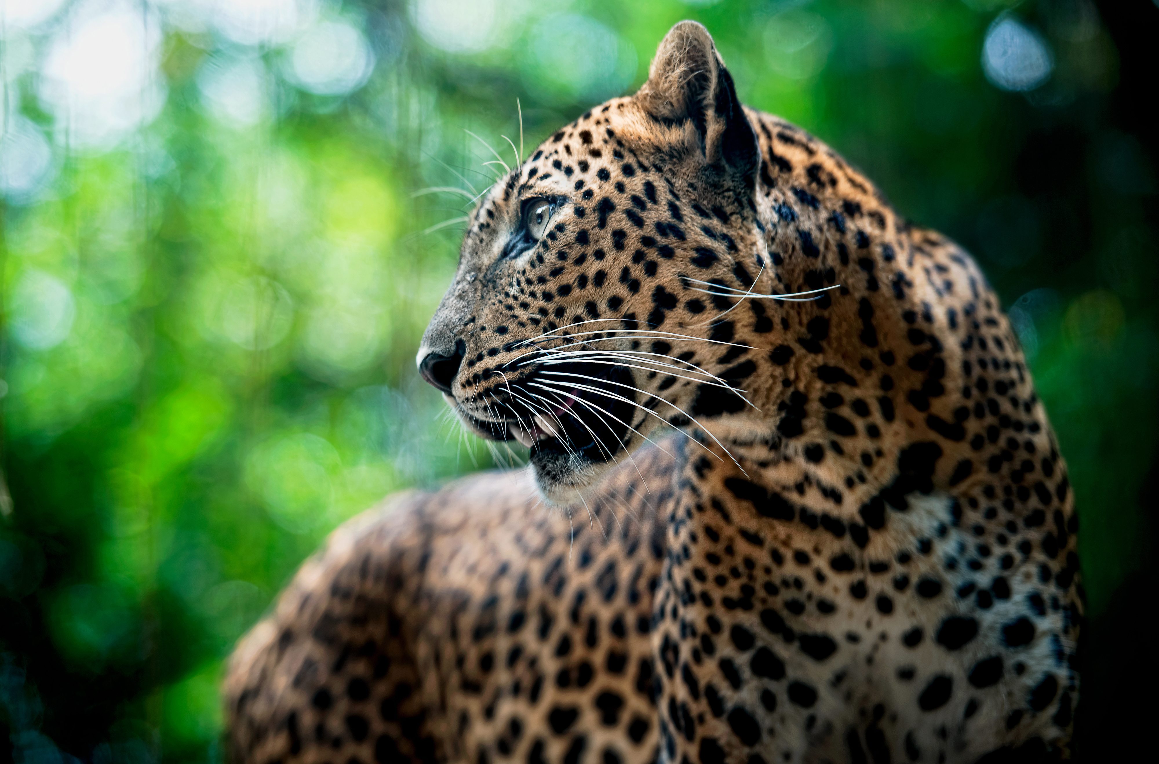 Обои морда, усы, леопард, хищник, face, mustache, leopard, predator разрешение 4000x2636 Загрузить