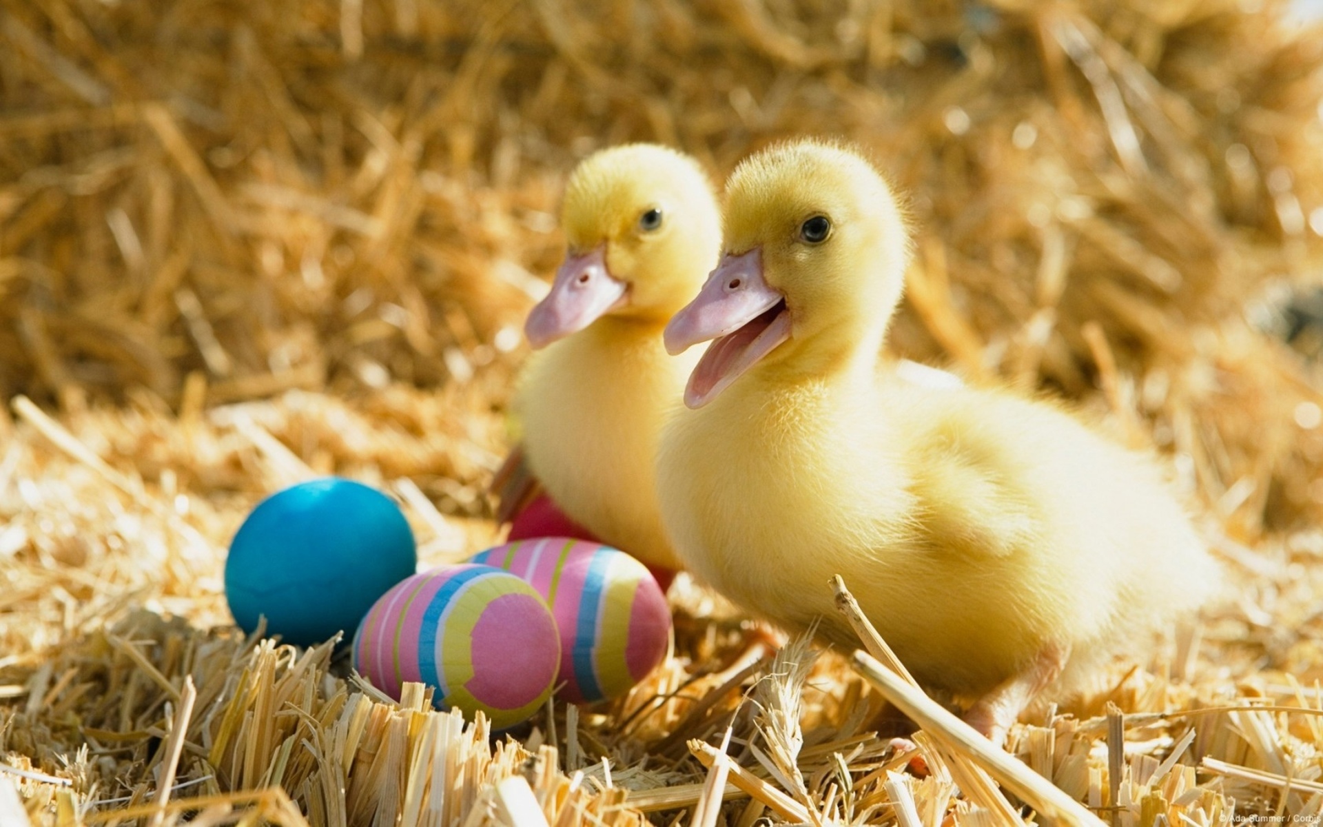 Обои птицы, пасха, яйца, праздник, утята, солома, утки, birds, easter, eggs, holiday, ducklings, straw, duck разрешение 1920x1200 Загрузить