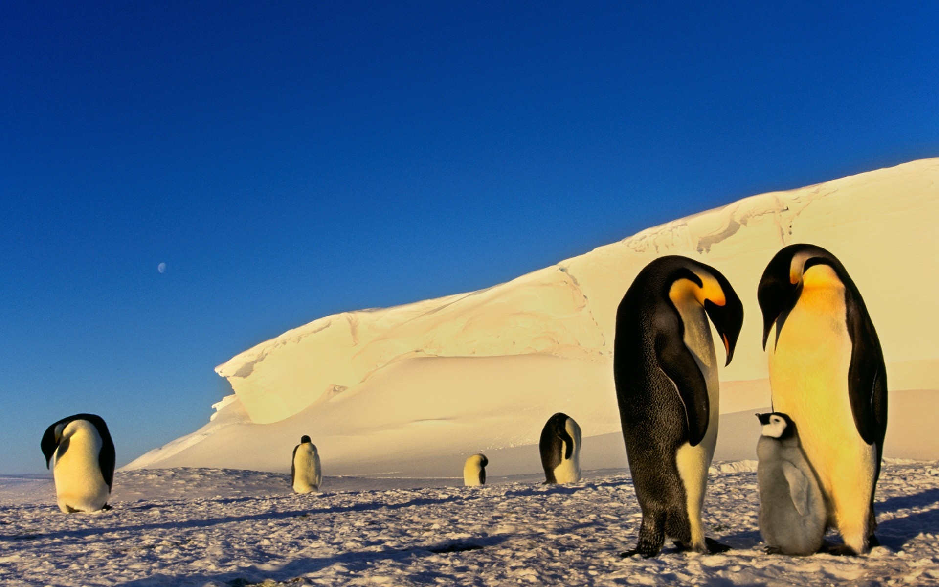 Ласка пингвинов без смс