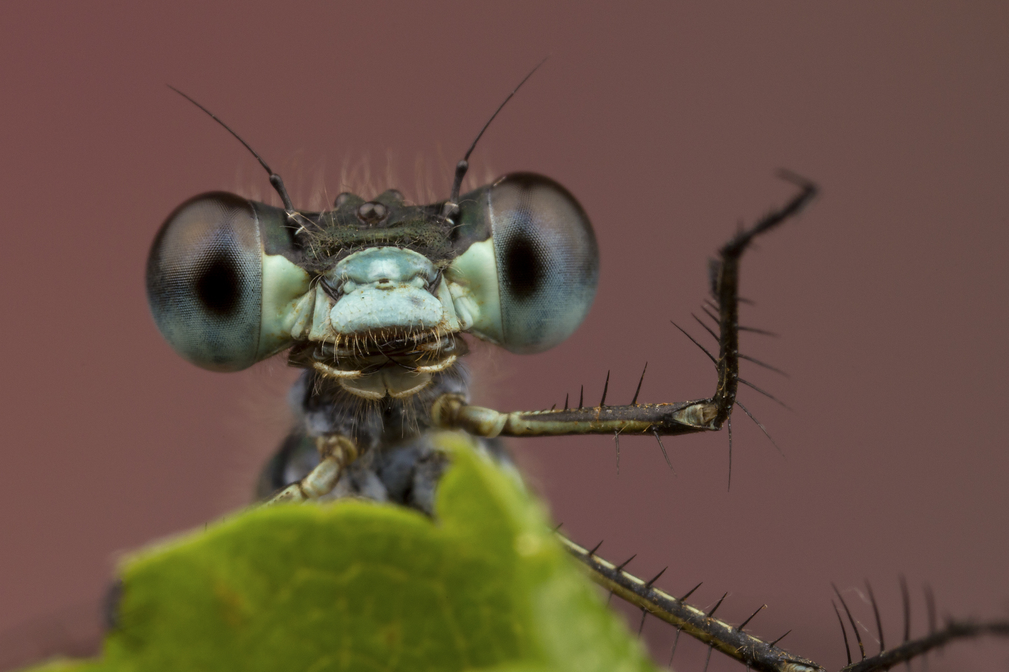 Обои глаза, фон, лист, насекомые, стрекоза, лапки, крупным планом, eyes, background, sheet, insects, dragonfly, legs, closeup разрешение 2048x1365 Загрузить