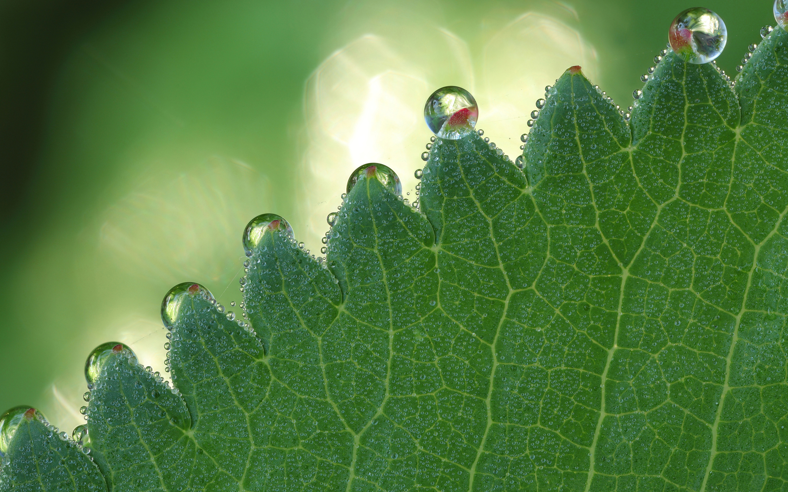 Обои зелёный, макро, капли, блики, лист, боке, green, macro, drops, glare, sheet, bokeh разрешение 2560x1600 Загрузить