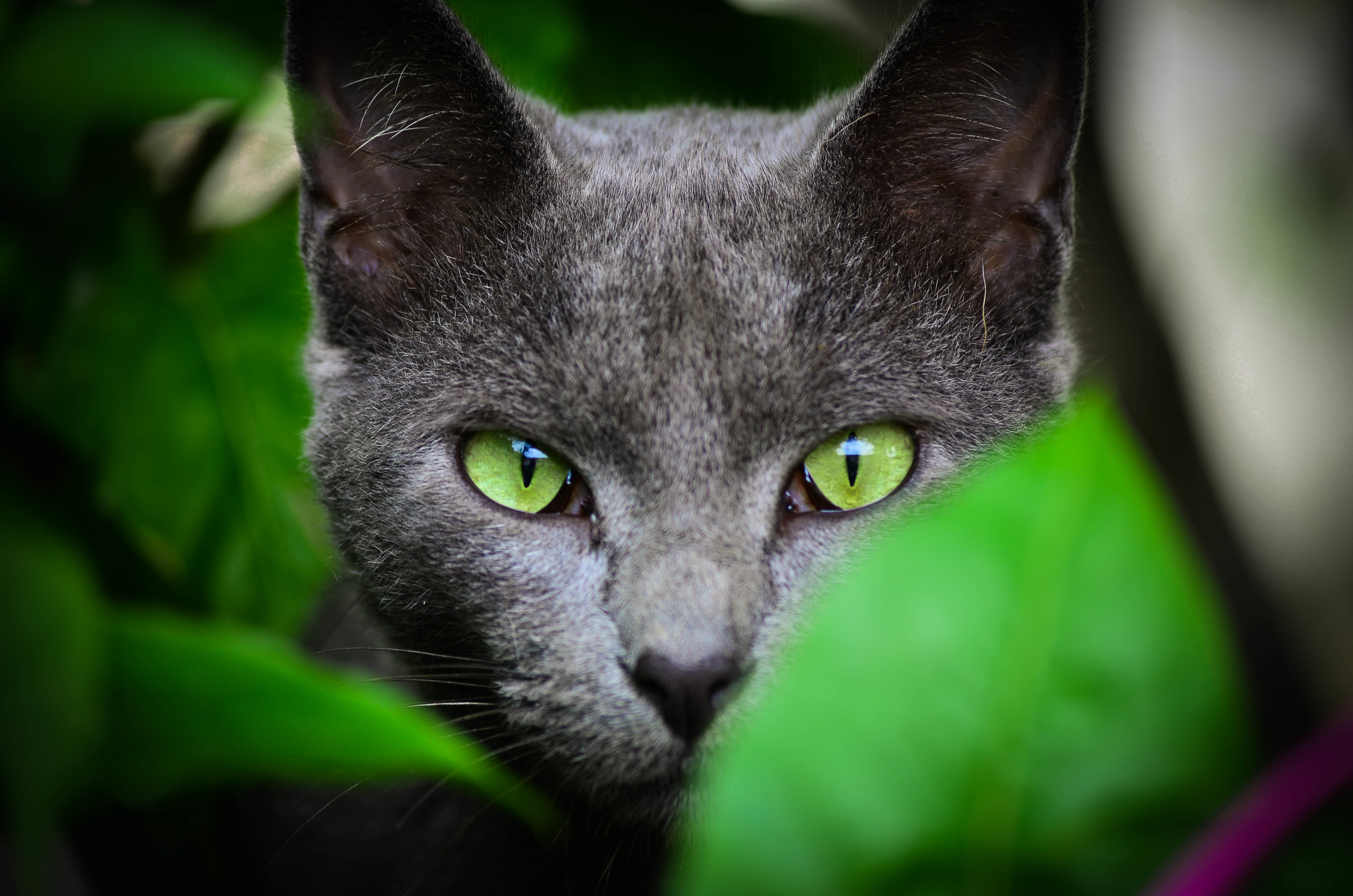 Кот лицо зеленые глаза загрузить