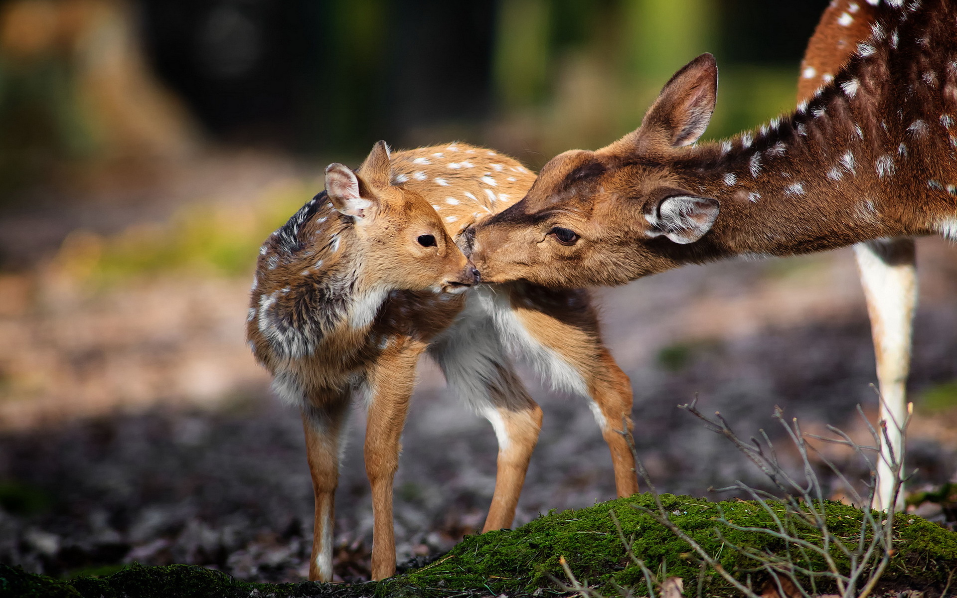 Обои природа, фон, животные, мох, олени, nature, background, animals, moss, deer разрешение 1920x1200 Загрузить