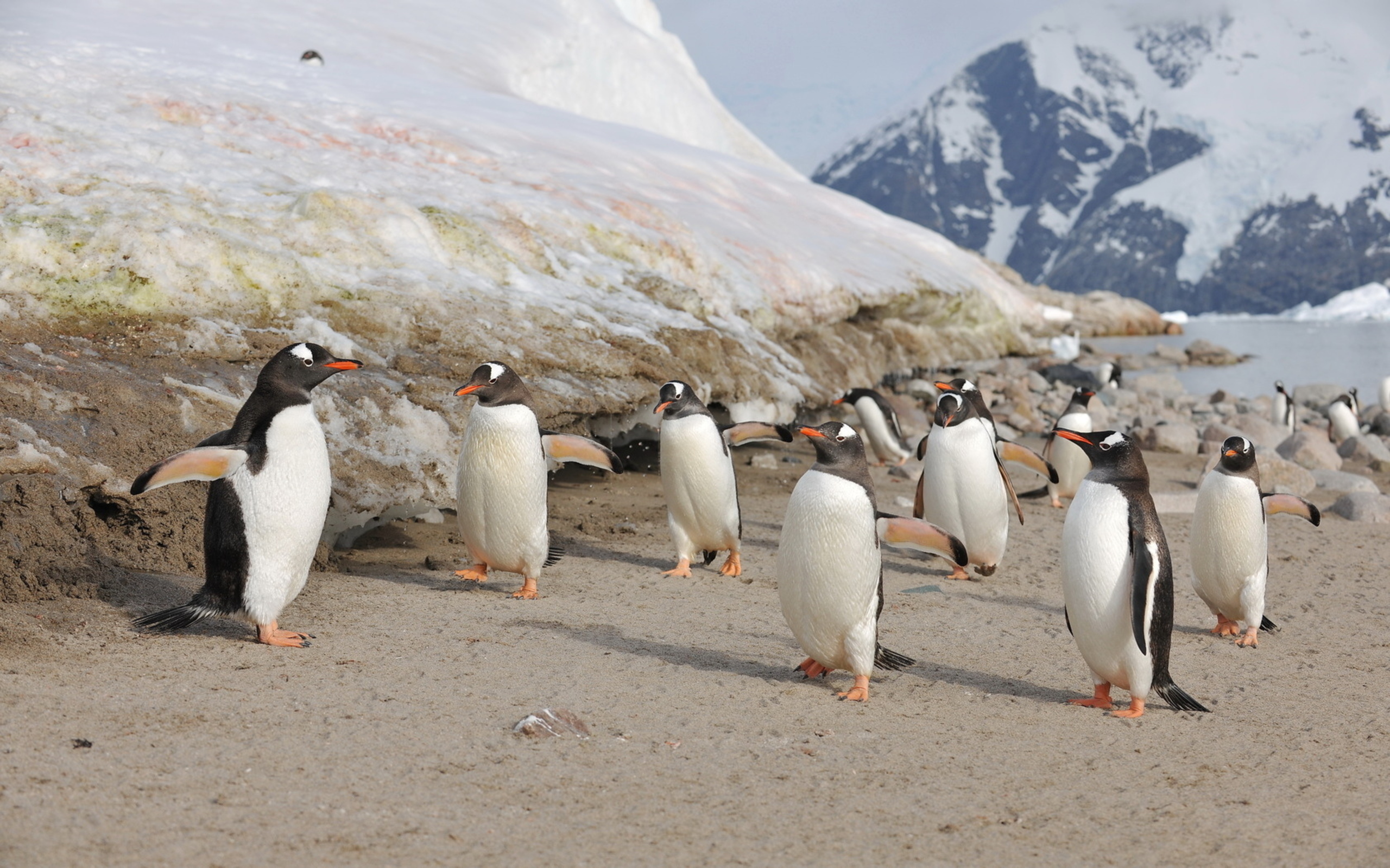 Обои птицы, семья, пингвины, антарктика, птенцы, birds, family, penguins, antarctica, chicks разрешение 2560x1600 Загрузить