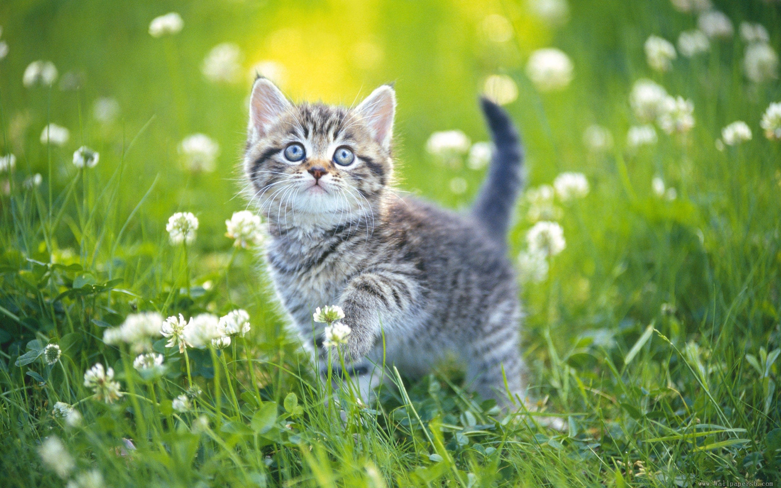 милые котята в ромашковом поле без смс