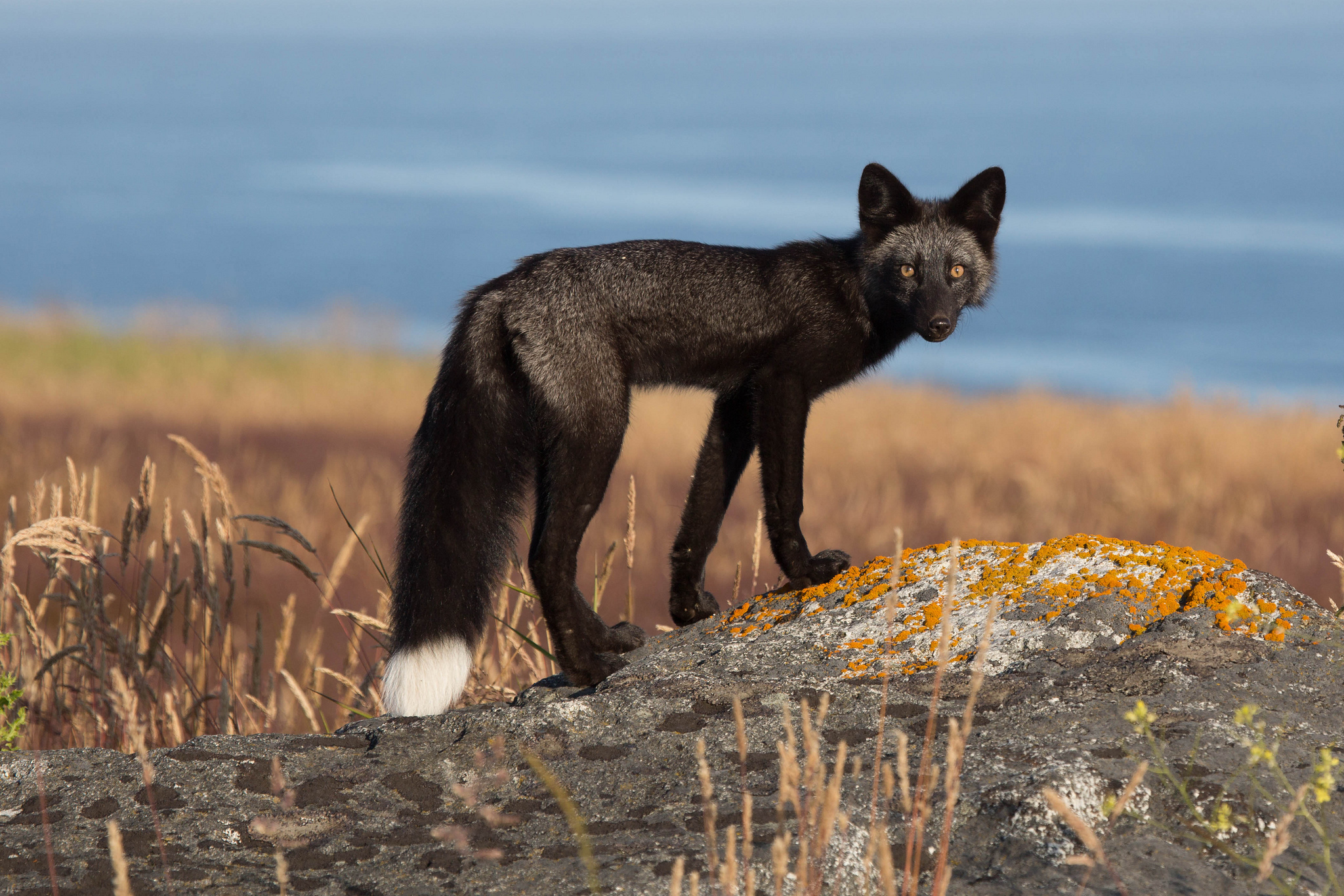 Обои природа, взгляд, лиса, лисица, хвост, черно-бурая, чернобурка, nature, look, fox, tail, black-brown разрешение 2048x1366 Загрузить