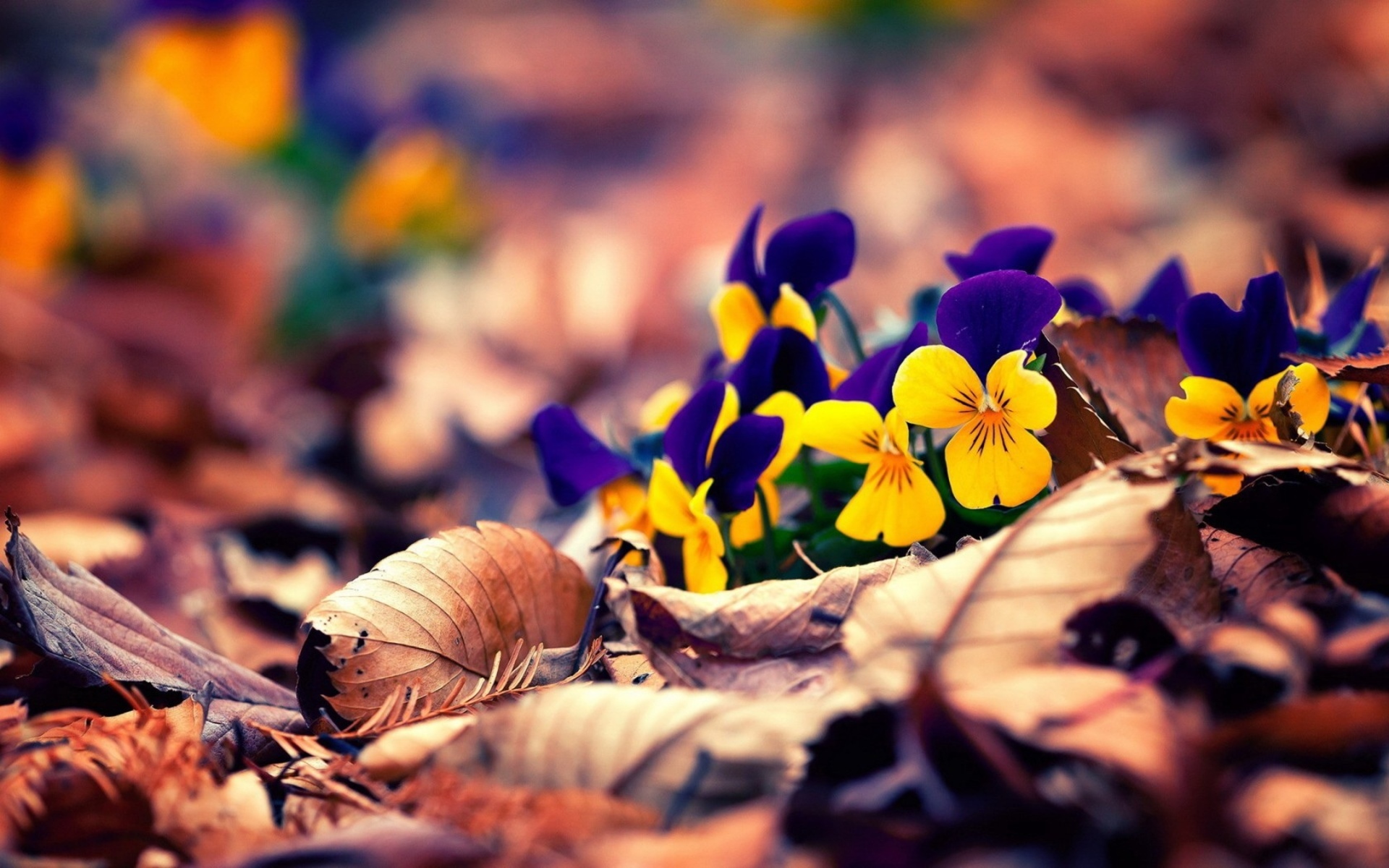 Обои цветы, листья, желтые, анютины глазки, flowers, leaves, yellow, pansy разрешение 1920x1200 Загрузить