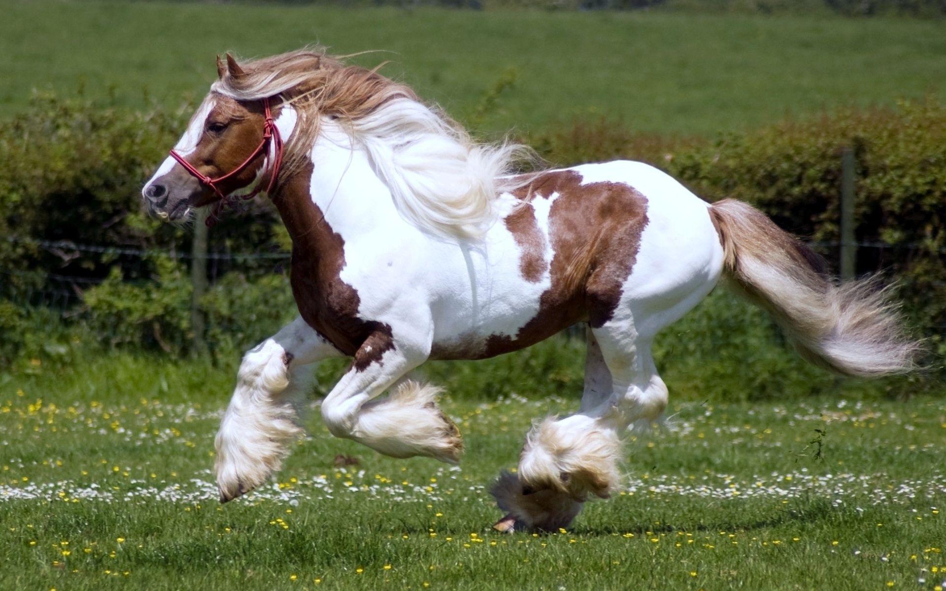 Красивая коричнево-белая лошадь бесплатно
