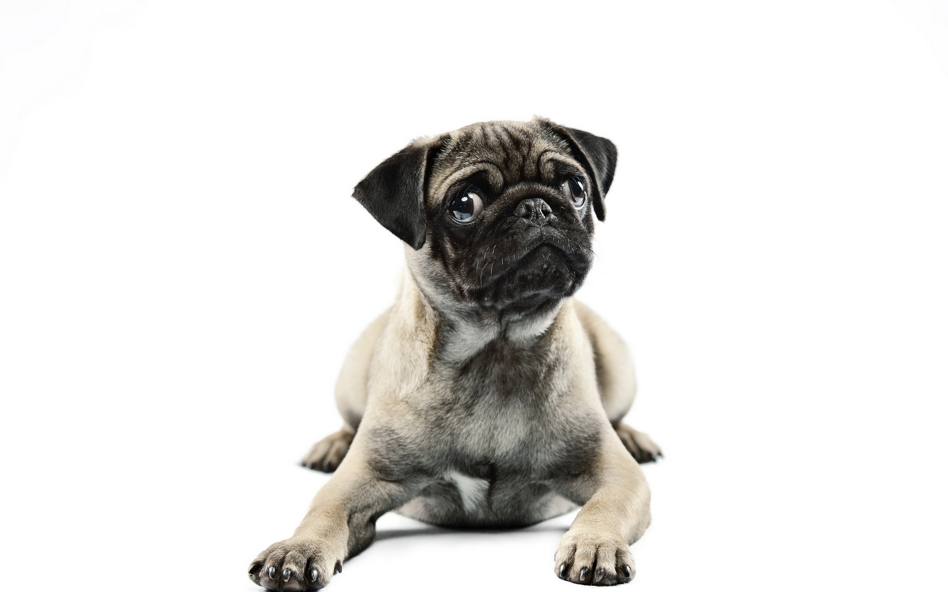 Обои мордочка, взгляд, собака, белый фон, лапки, мопс, muzzle, look, dog, white background, legs, pug разрешение 1920x1200 Загрузить