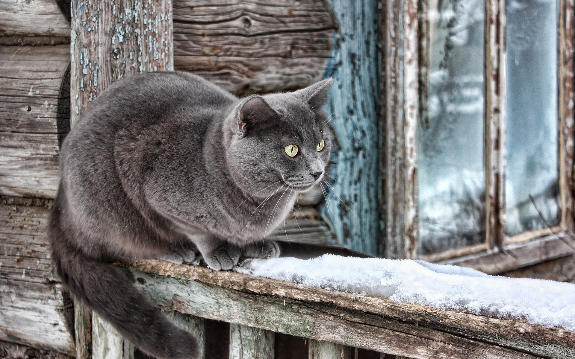 Бродячий кот русский язык 3. Кот серый. Серый деревенский кот. Кошка серая. Дымчатая кошка.