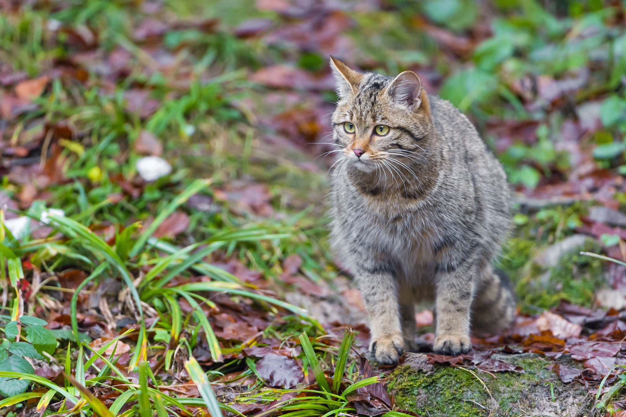 Обои трава, листья, кошка, дикий кот, лесной кот, grass, leaves, cat, wild cat, wildcat разрешение 2048x1365 Загрузить