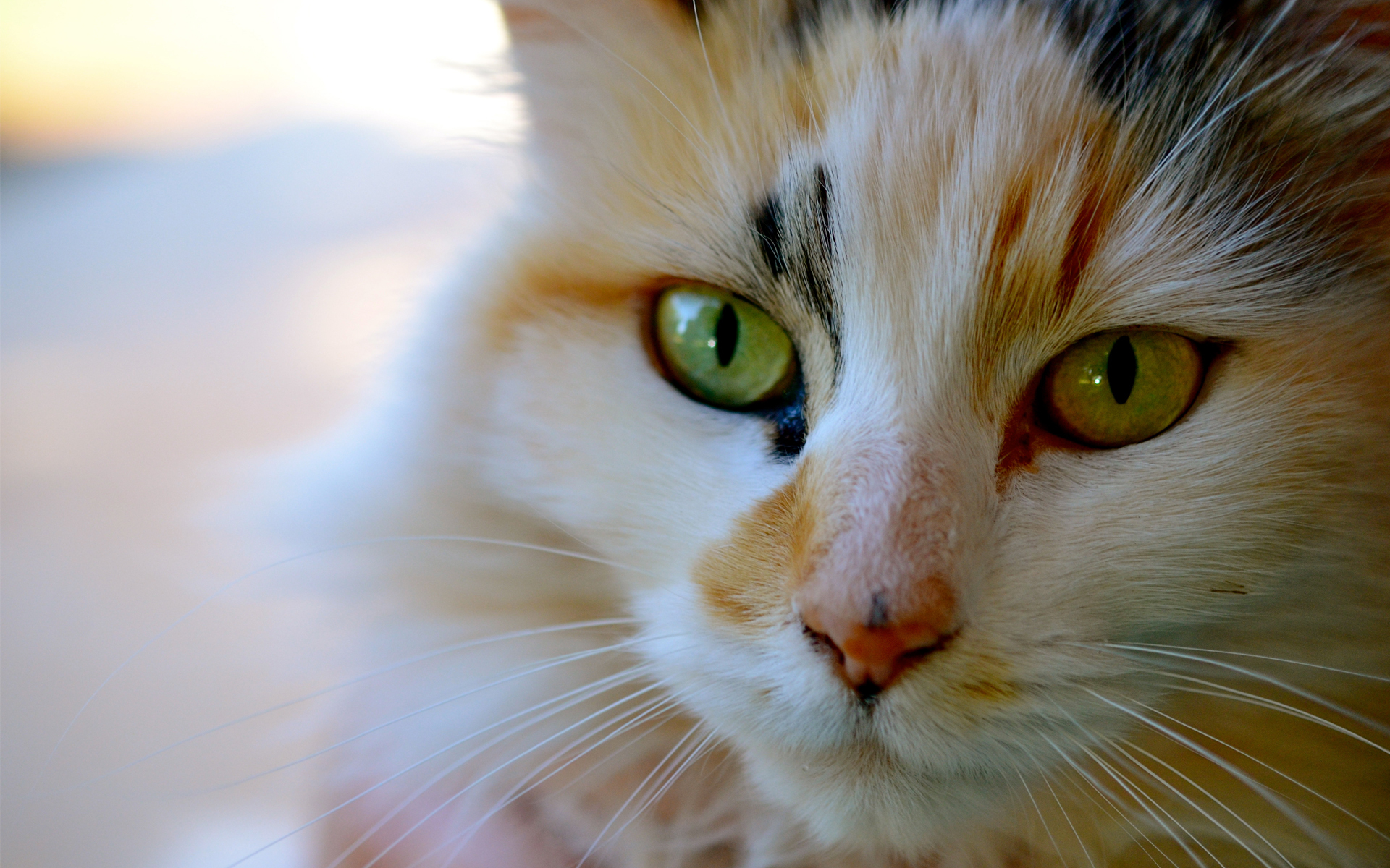 Обои морда, кот, усы, кошка, взгляд, трехцветная, face, cat, mustache, look, tri-color разрешение 1920x1200 Загрузить