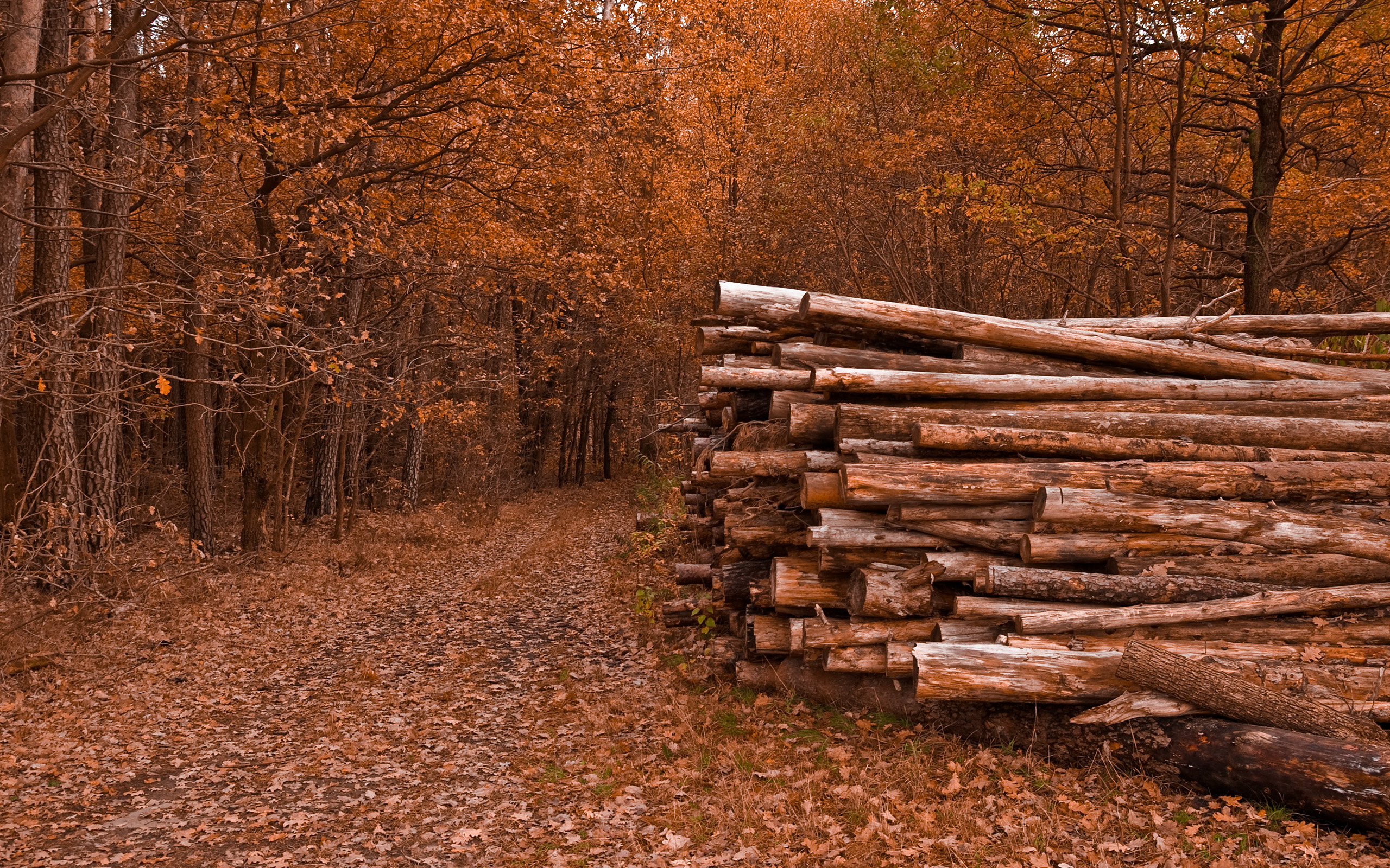 Обои деревья, природа, листья, дорожка, осень, бревна, trees, nature, leaves, track, autumn, logs разрешение 2560x1600 Загрузить