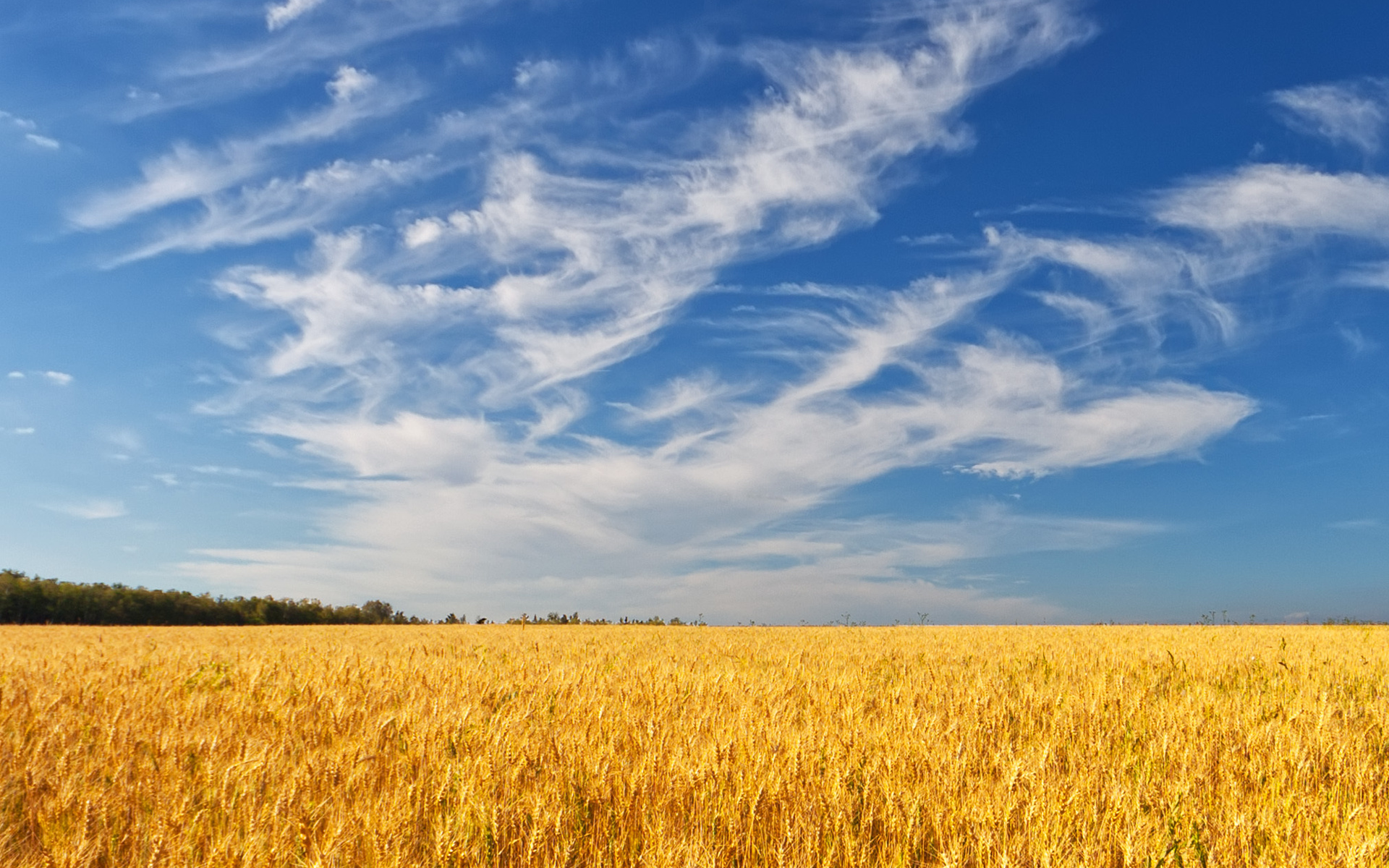 Украинский фулл. Поле ржи Украина. Золотое пшеничное поле. Поле рожь Кубань панорама. Золотое пшеничное поле Украина.