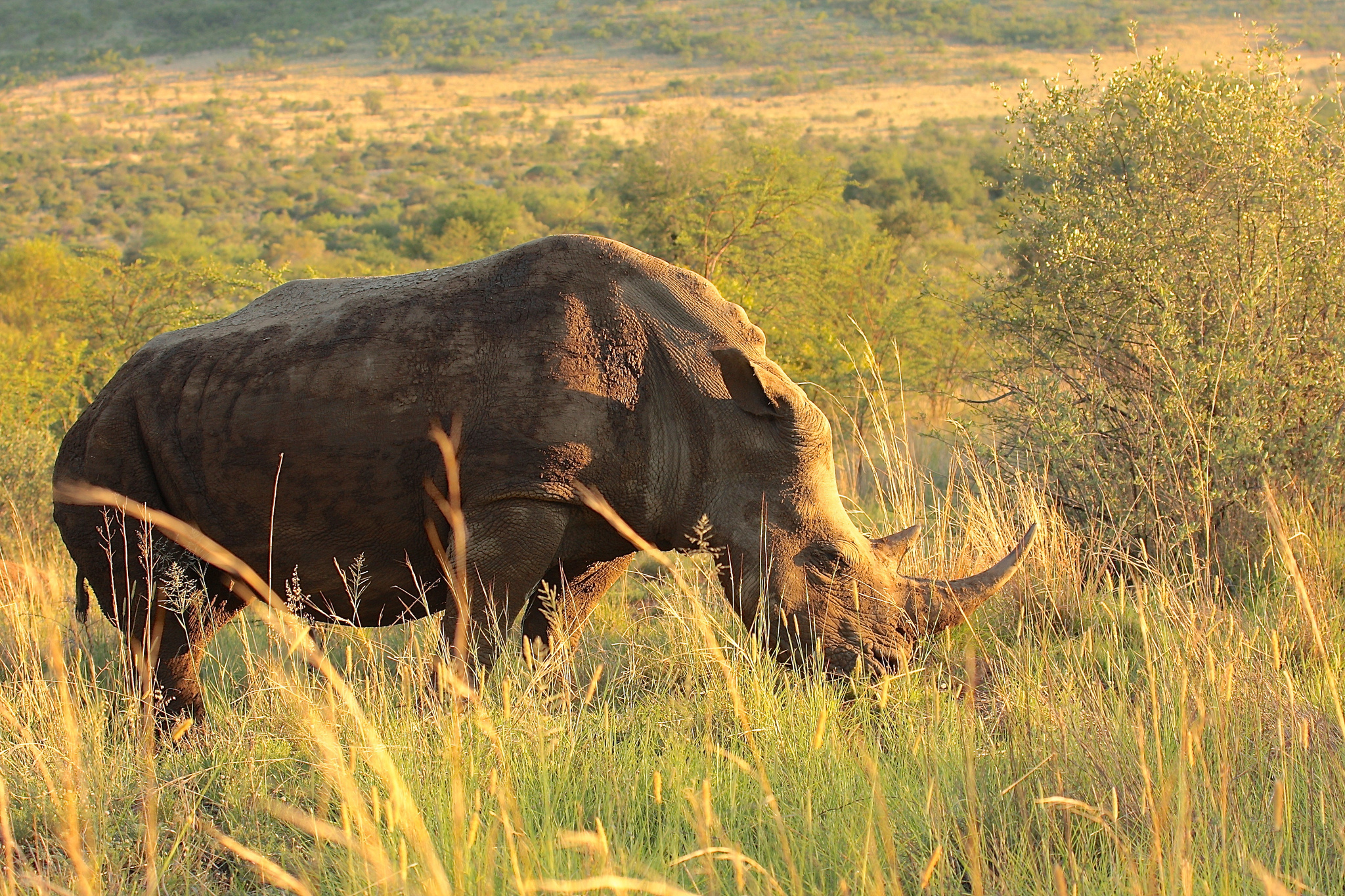 Носорог природная зона. Африка Саванна носорог. Саванны и редколесья Африки животные. Саванны и редколесья Австралии животный мир. Саванны Евразии.