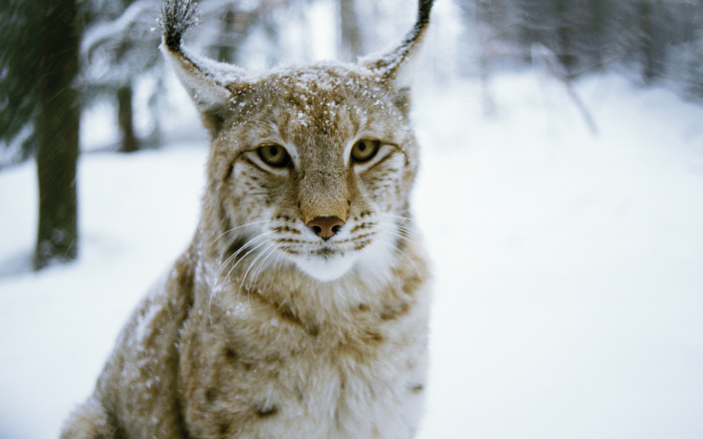 Обои лес, зима, рысь, хищник, дикая кошка, forest, winter, lynx, predator, wild cat разрешение 2880x1800 Загрузить