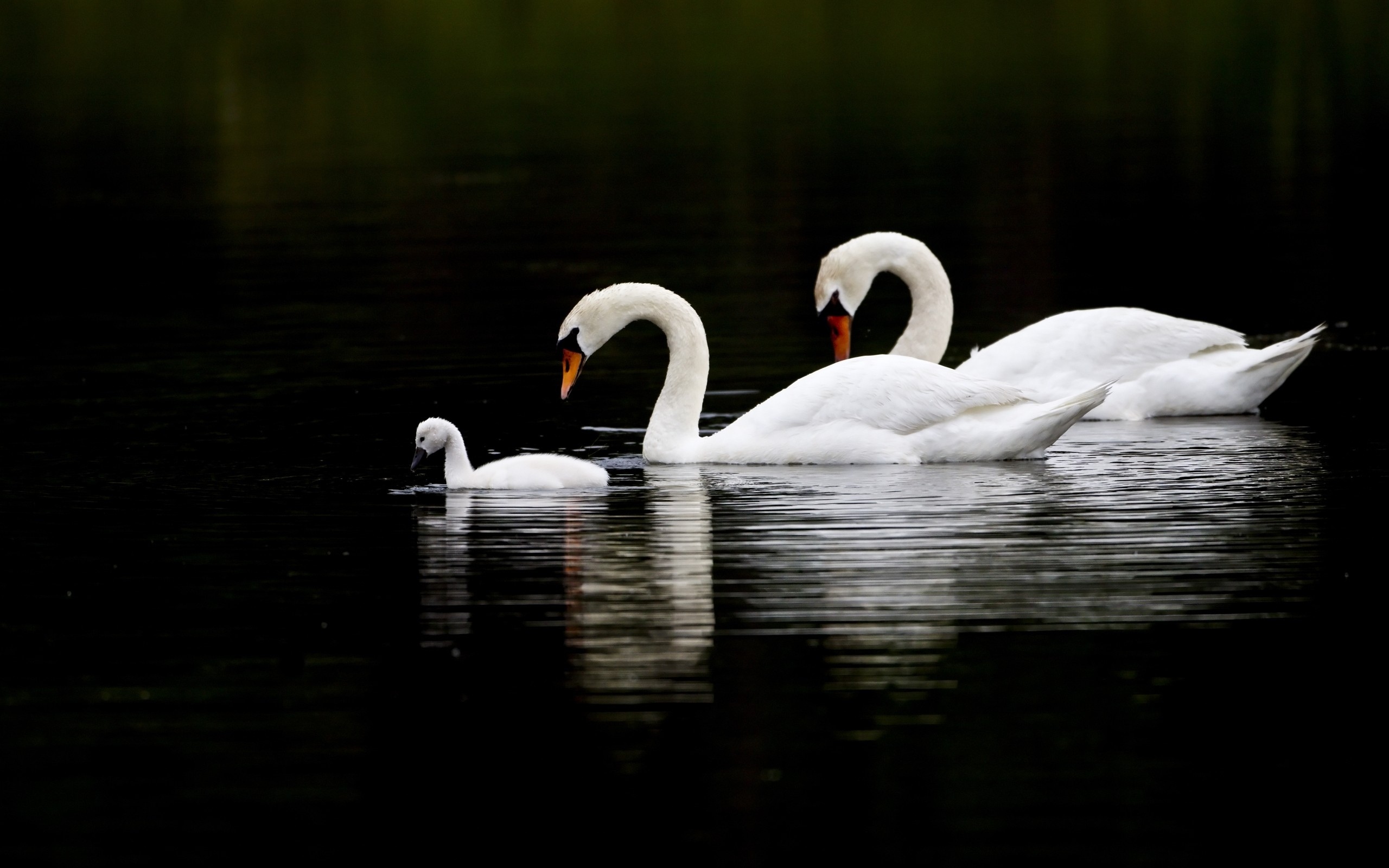 Обои озеро, природа, отражение, птицы, белые, лебеди, lake, nature, reflection, birds, white, swans разрешение 2560x1600 Загрузить