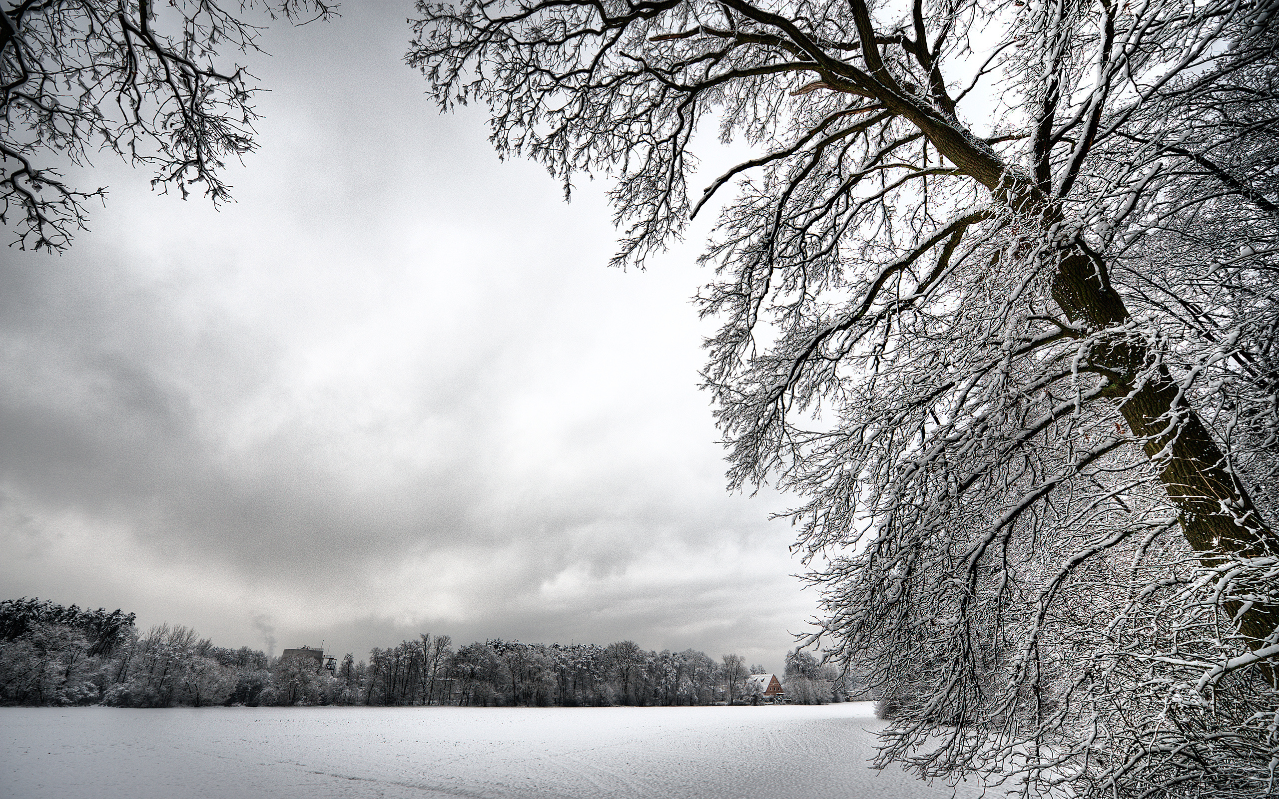 Обои деревья, снег, зима, ветки, иней, белый, холод, trees, snow, winter, branches, frost, white, cold разрешение 2560x1600 Загрузить