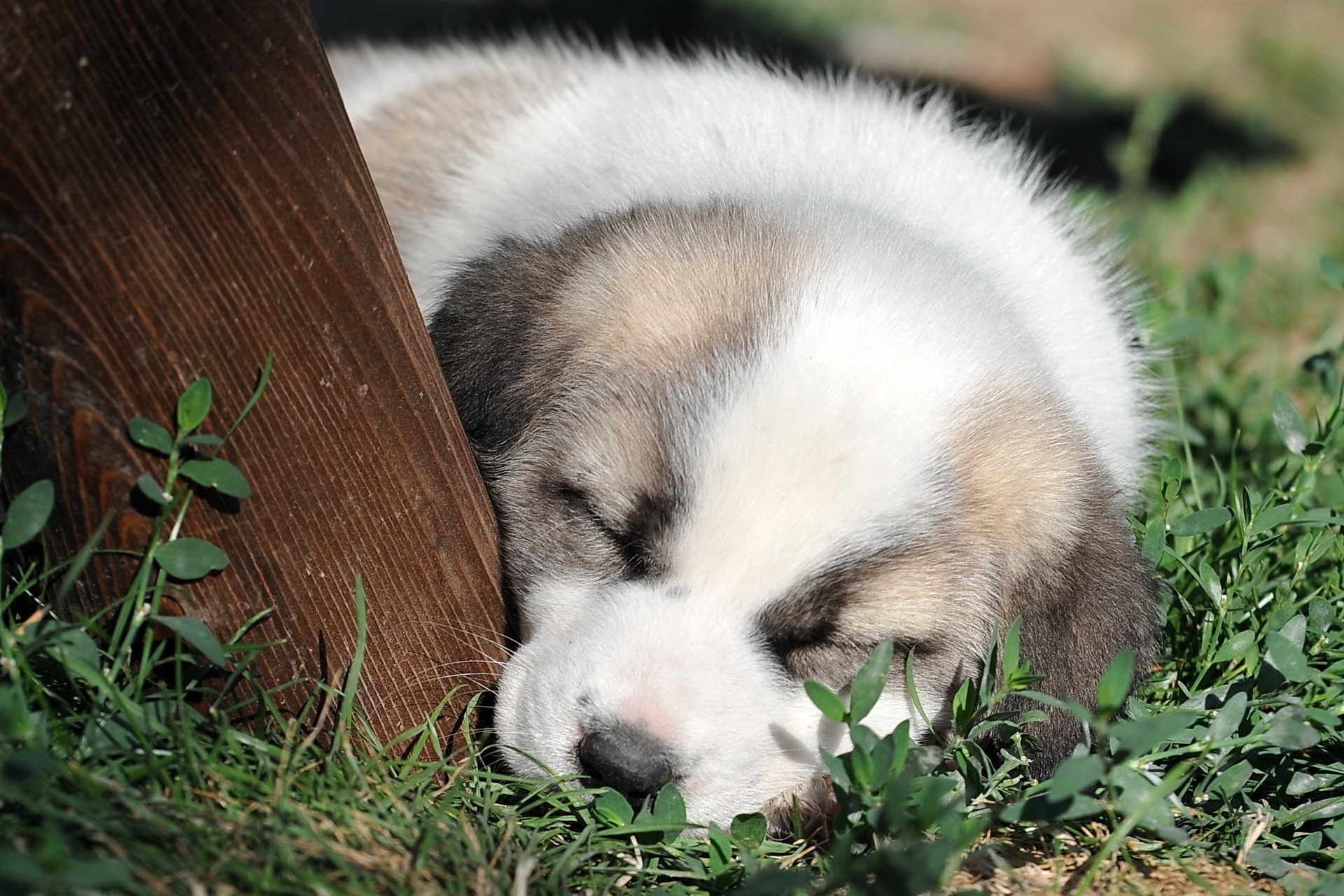 Обои морда, трава, сон, собака, щенок, милый, face, grass, sleep, dog, puppy, cute разрешение 1920x1280 Загрузить