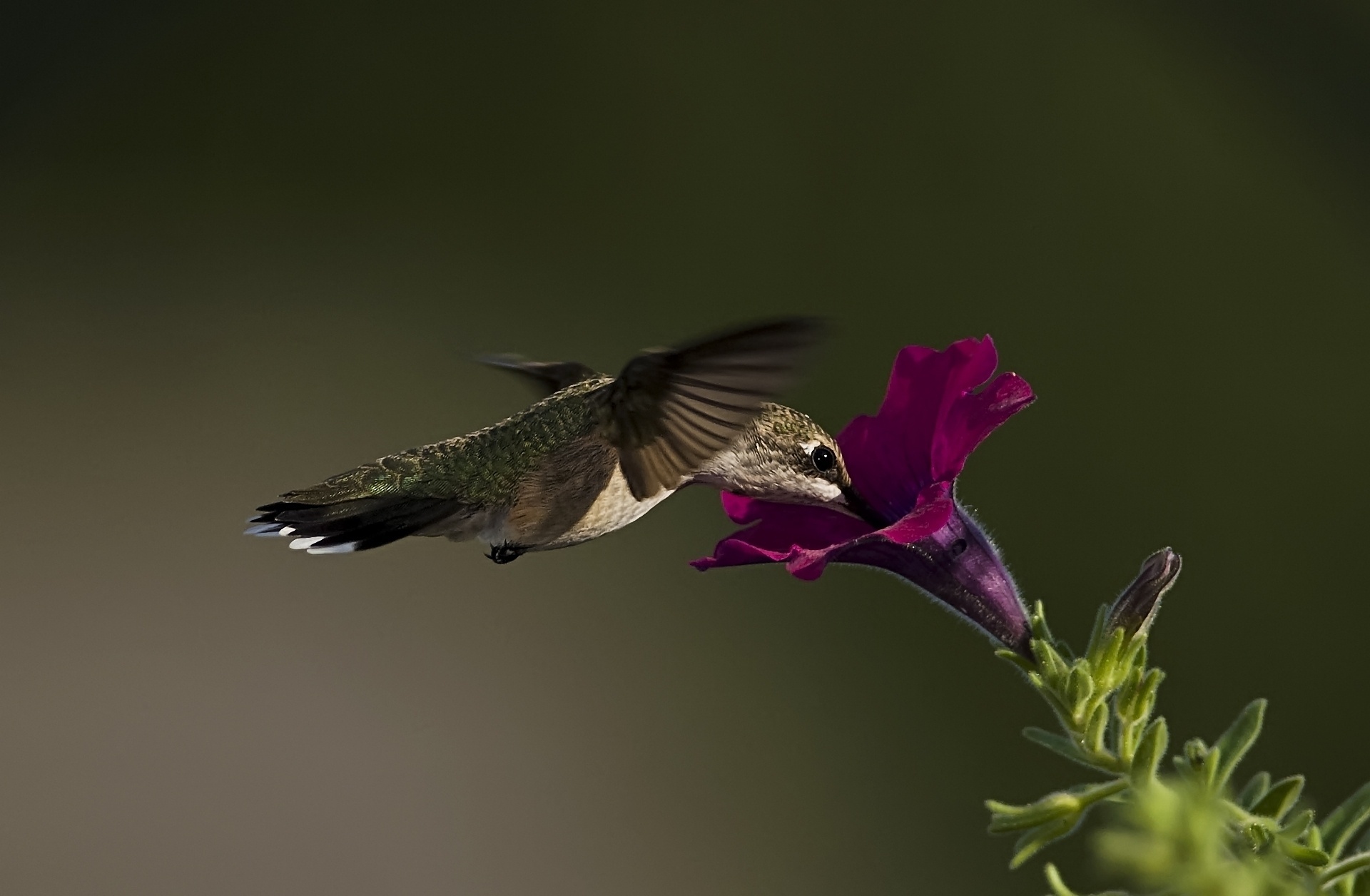 Колибри птица природа животное без смс