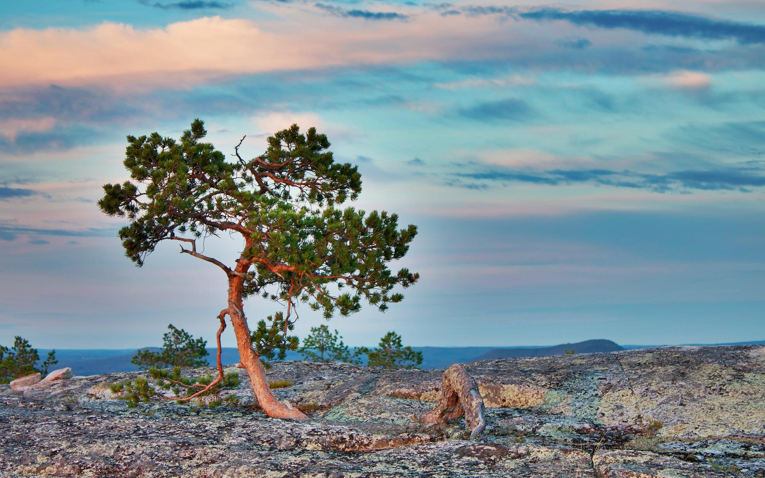 Обои природа, дерево, камни, берег, рассвет, сосна, nature, tree, stones, shore, dawn, pine разрешение 2560x1600 Загрузить