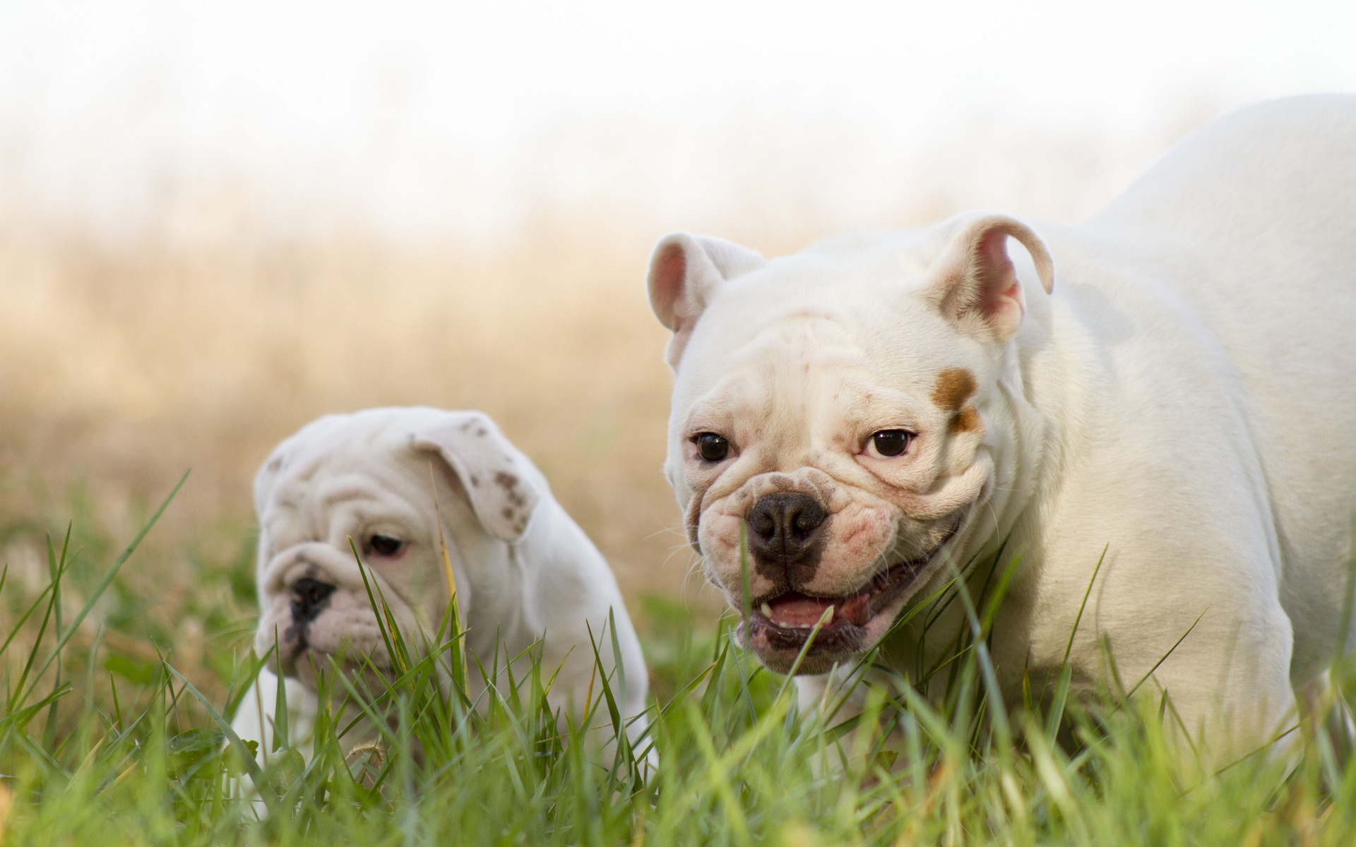 Обои улыбка, щенок, собаки, английский бульдог, трава., smile, puppy, dogs, english bulldog, grass. разрешение 1920x1200 Загрузить