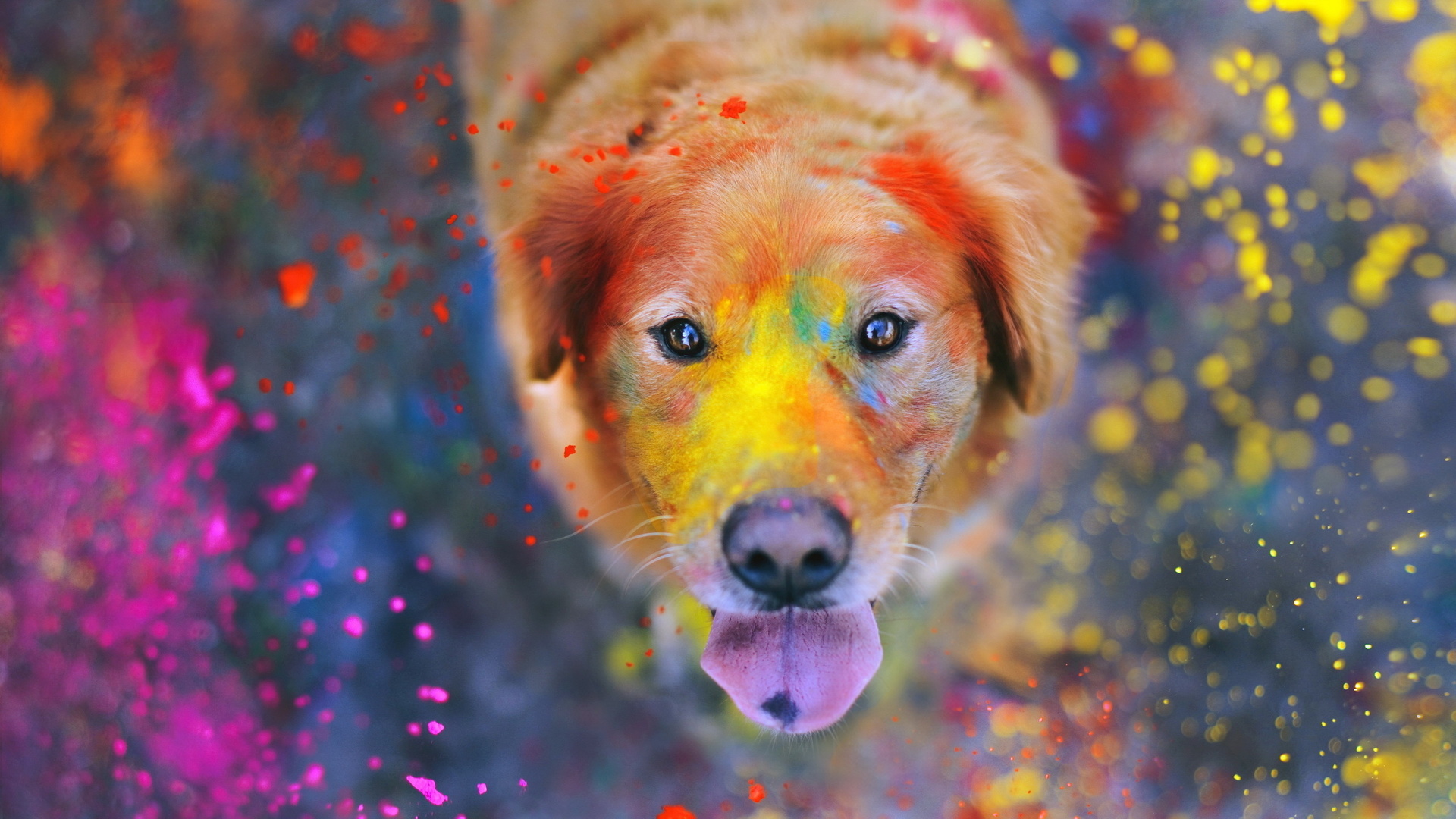 Обои морда, собака, брызги, краска, язык, золотистый ретривер, face, dog, squirt, paint, language, golden retriever разрешение 1920x1080 Загрузить