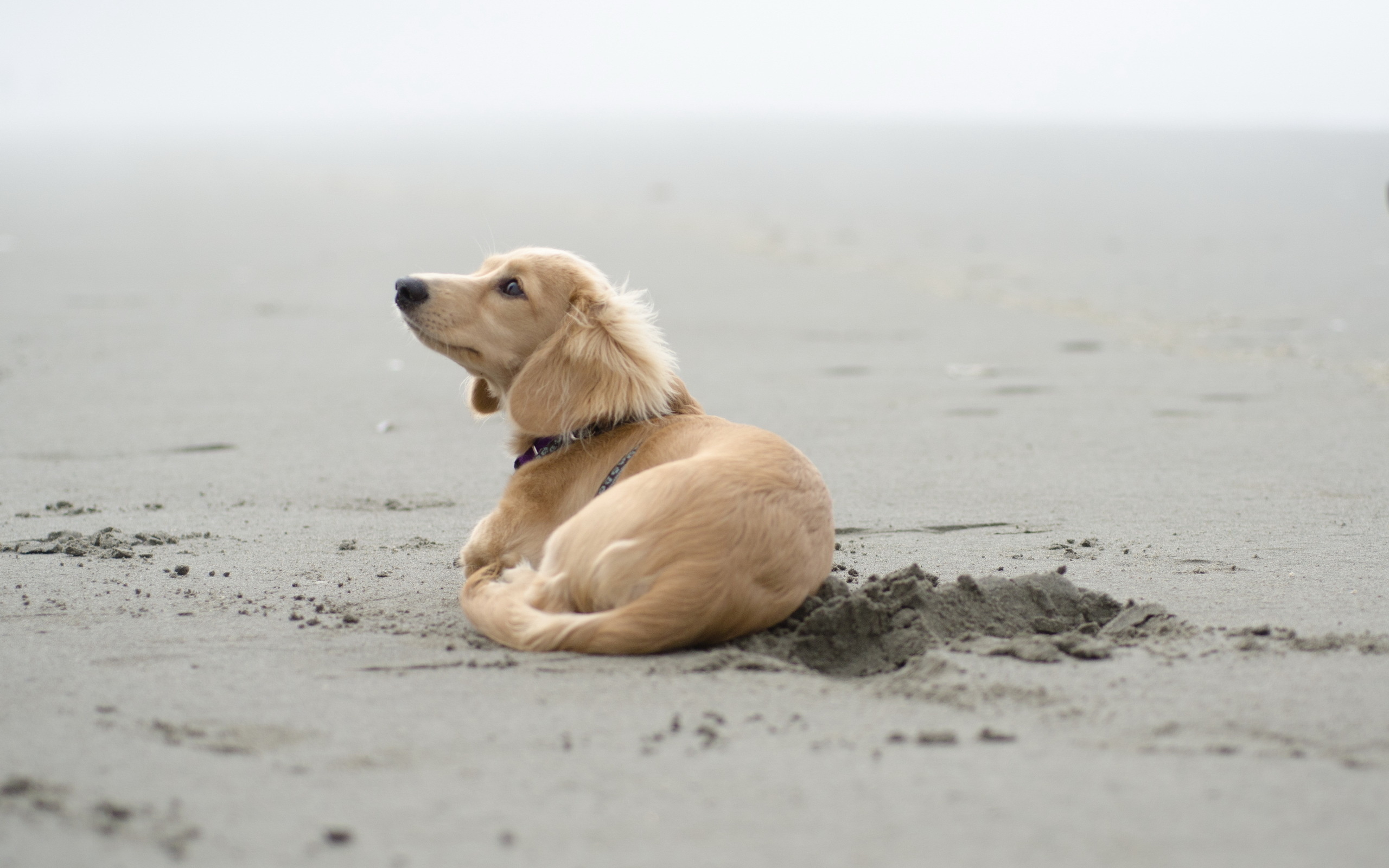 Обои песок, пляж, собака, щенок, такса, sand, beach, dog, puppy, dachshund разрешение 2560x1600 Загрузить