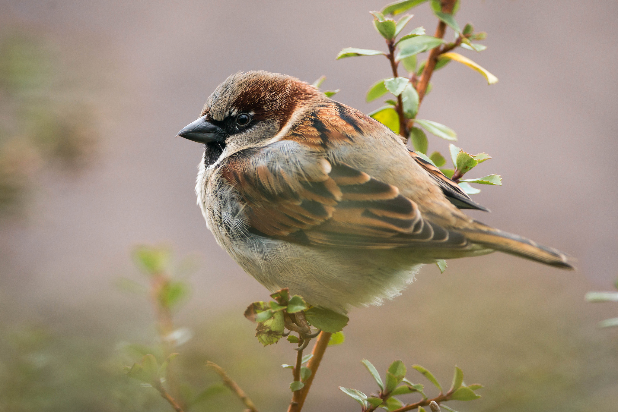 Обои ветка, листья, птица, воробей, branch, leaves, bird, sparrow разрешение 2048x1367 Загрузить