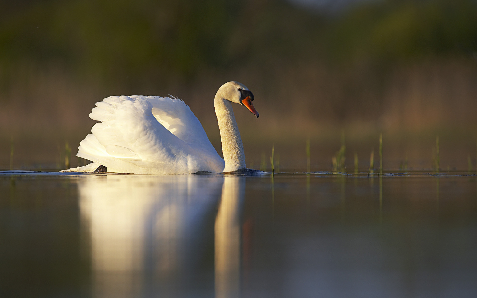 Обои озеро, отражение, белый, птица, пруд, лебедь, lake, reflection, white, bird, pond, swan разрешение 1920x1200 Загрузить