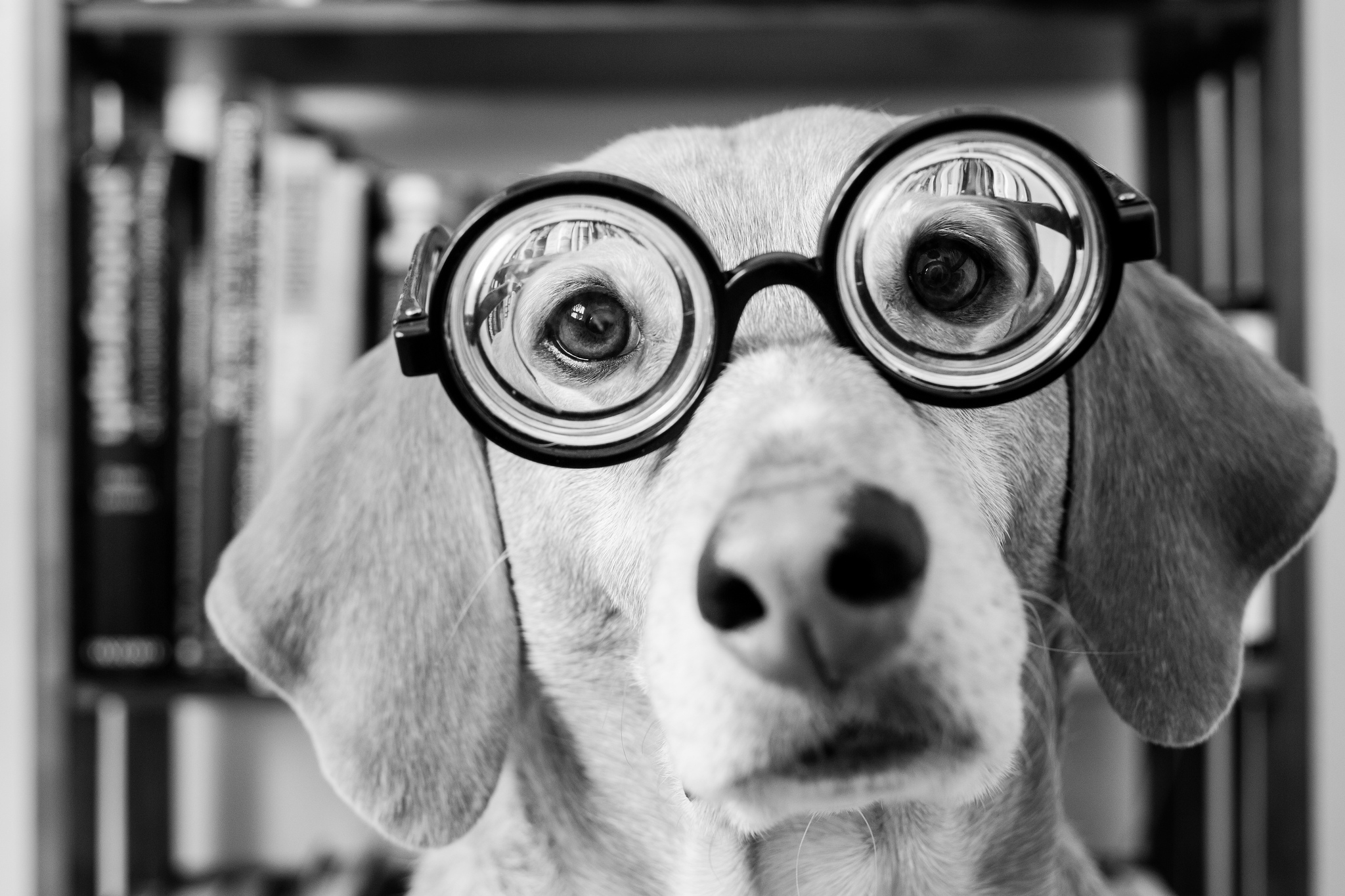 Обои морда, взгляд, очки, чёрно-белое, собака, такса, face, look, glasses, black and white, dog, dachshund разрешение 2048x1365 Загрузить