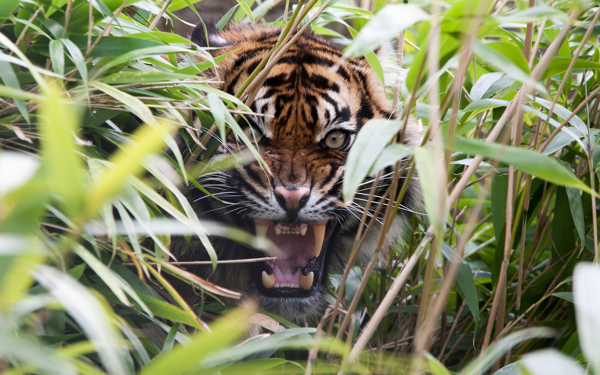 Обои тигр, трава, ярость, клыки, хищник, оскал, пасть, tiger, grass, rage, fangs, predator, grin, mouth разрешение 1920x1200 Загрузить