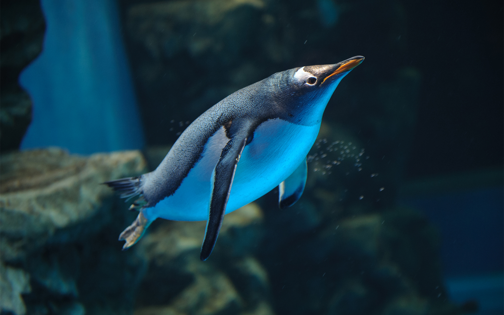 пингвин в недрах океана загрузить