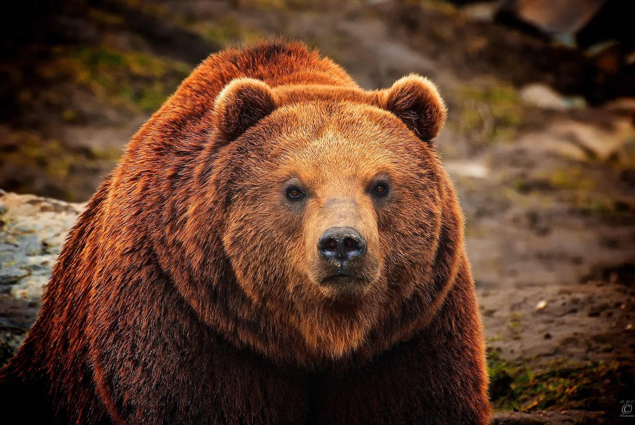 Обои морда, шерсть, взгляд, медведь, мех, бурый, face, wool, look, bear, fur, brown разрешение 2048x1371 Загрузить