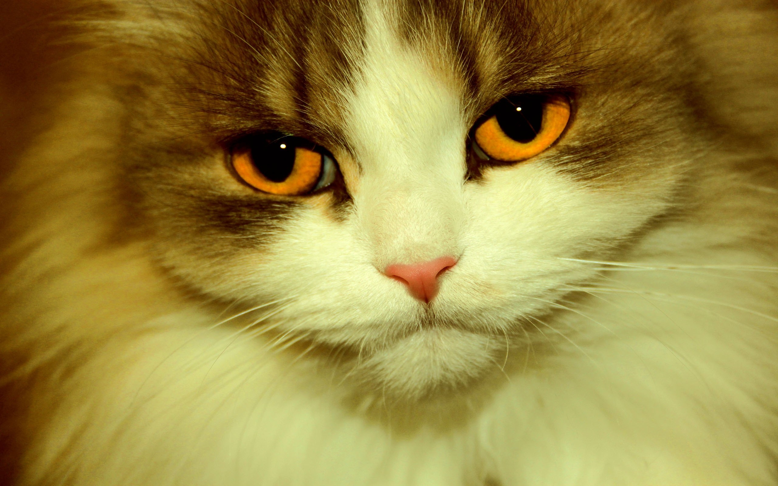 кошка с зелеными глазами бесплатно
