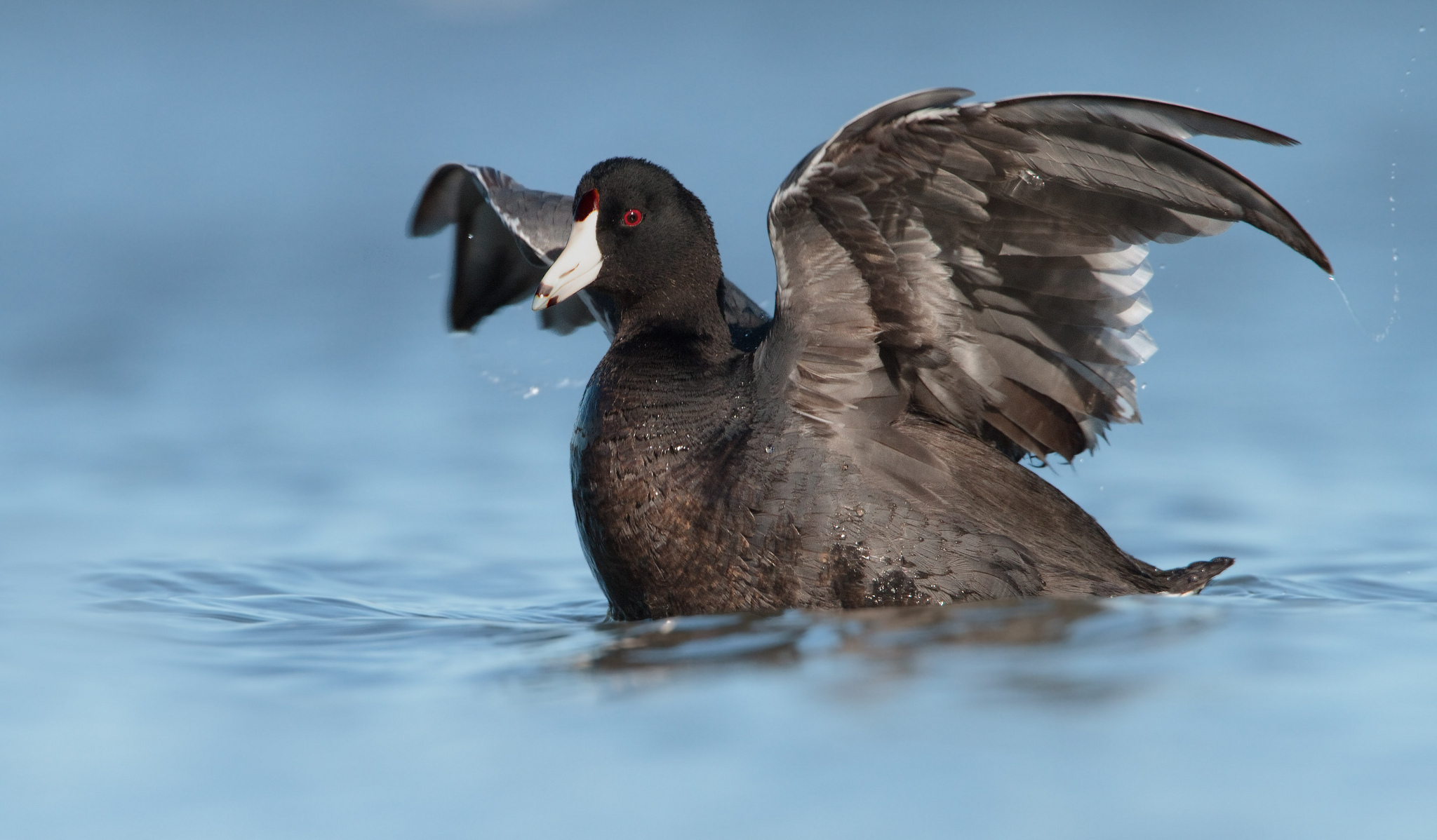 Обои вода, отражение, крылья, птица, утка, лысуха, water, reflection, wings, bird, duck, coot разрешение 2048x1198 Загрузить