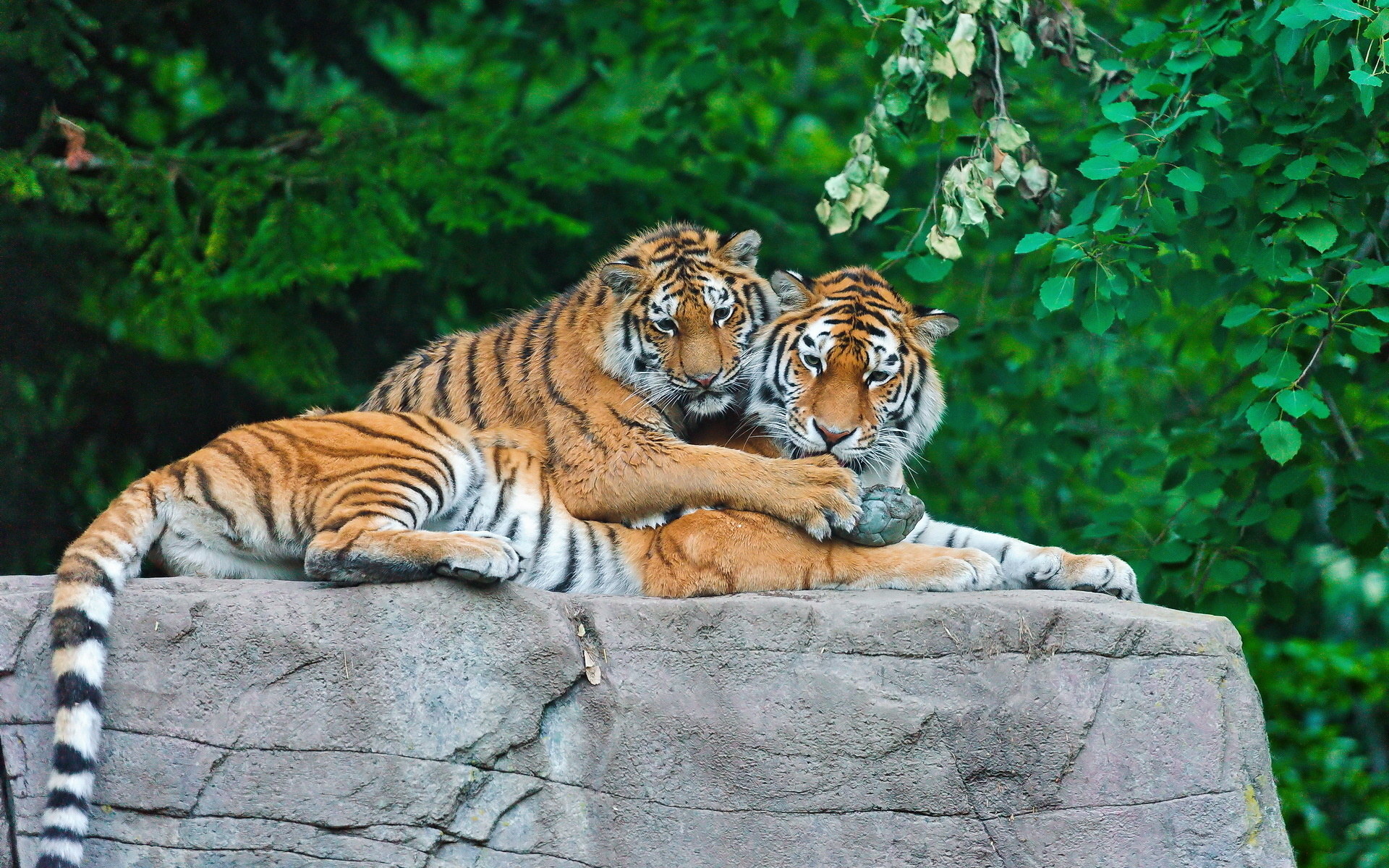 Обои тигр, трава, листья, камень, пара, хищники, tiger, grass, leaves, stone, pair, predators разрешение 1920x1200 Загрузить